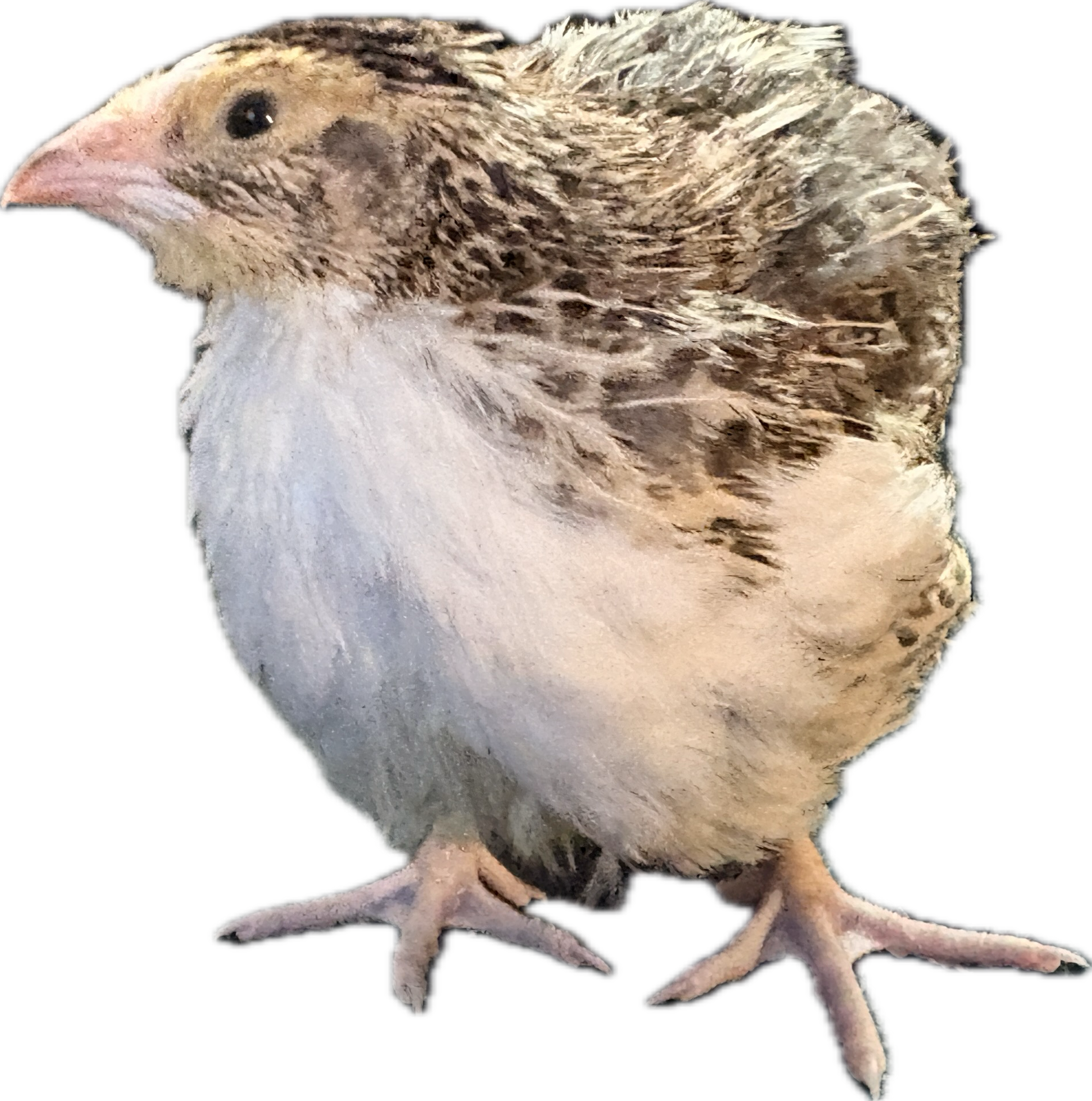 Hens Choice Hatching Eggs