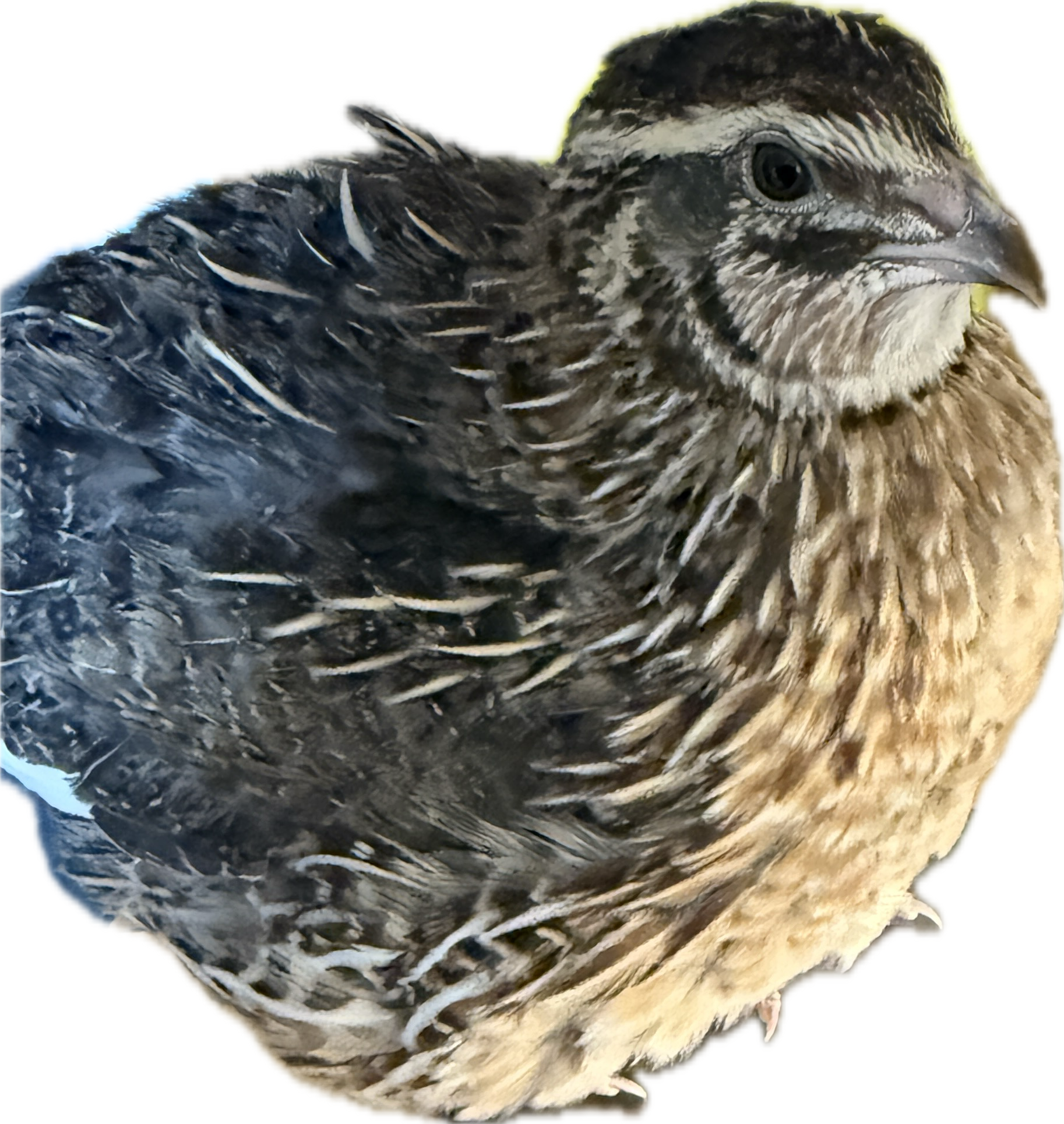 Jumbo Brown Coturnix Hatching Eggs