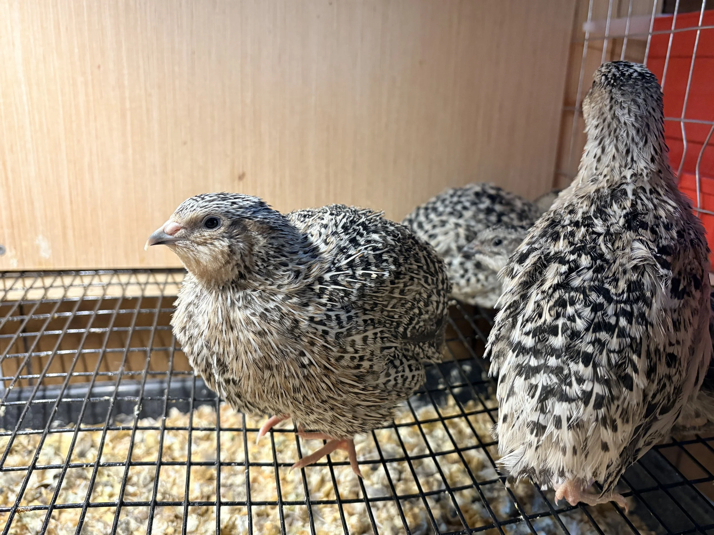 Hens Choice Hatching Eggs