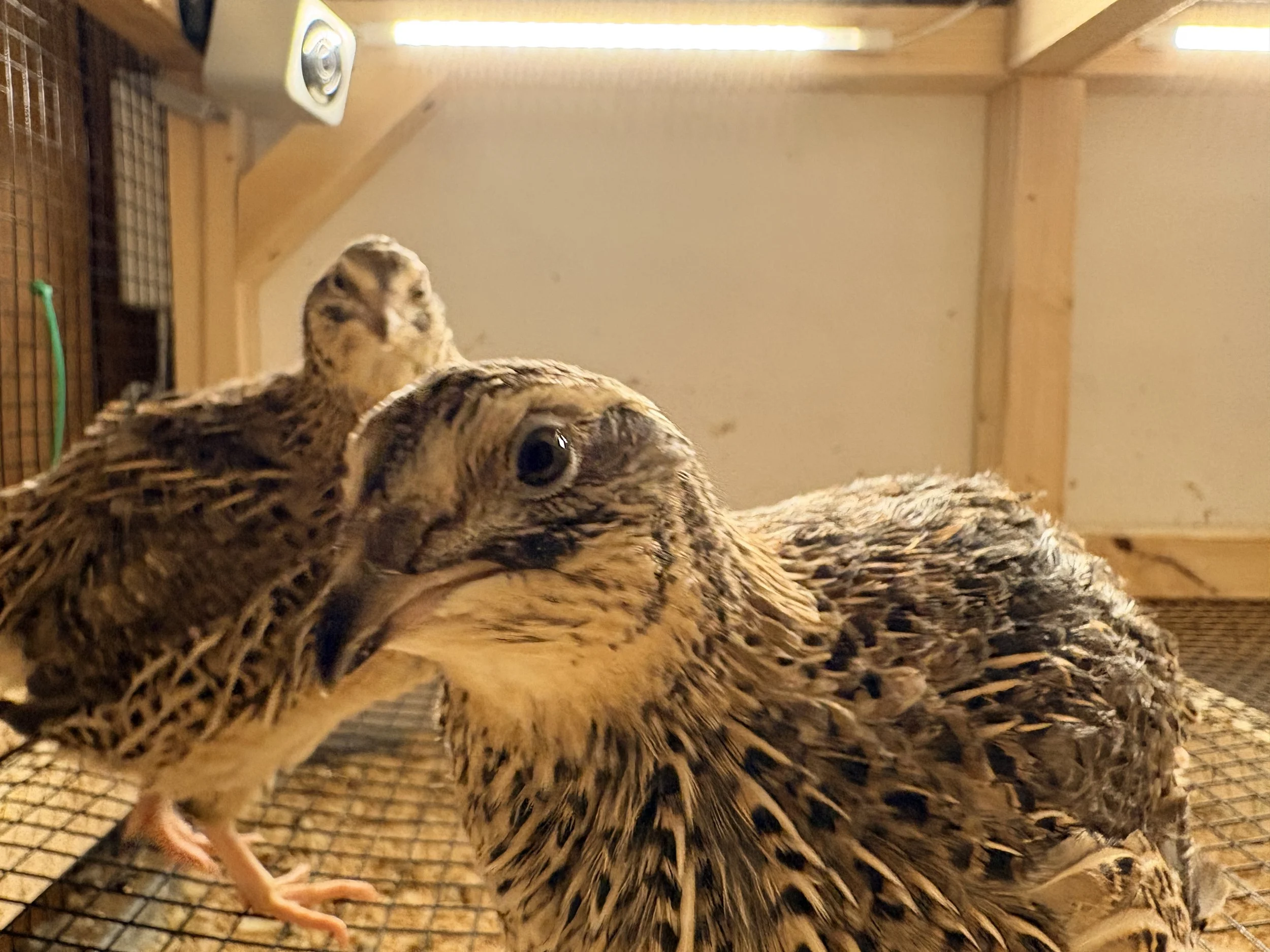 Hens Choice Hatching Eggs