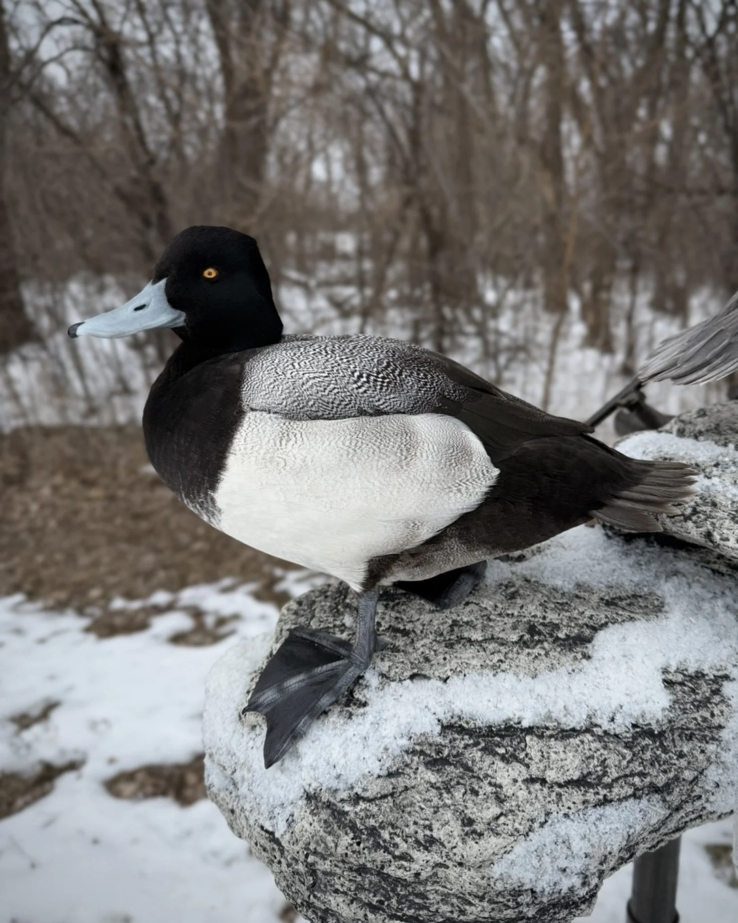 IMG_1249.jpeg