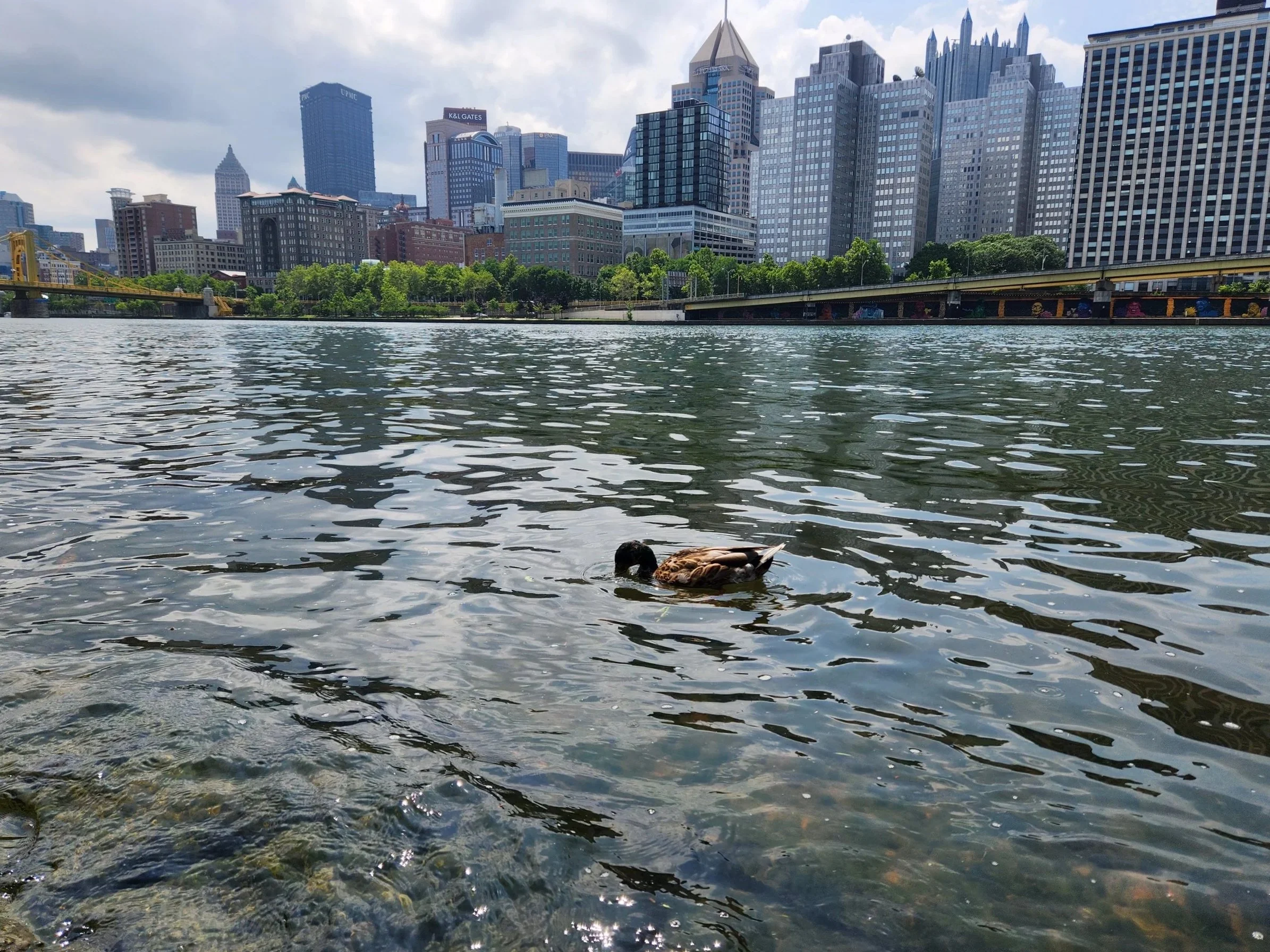 A duck swimming in a river with a city skyline of tall buildings and skyscrapers in the background.