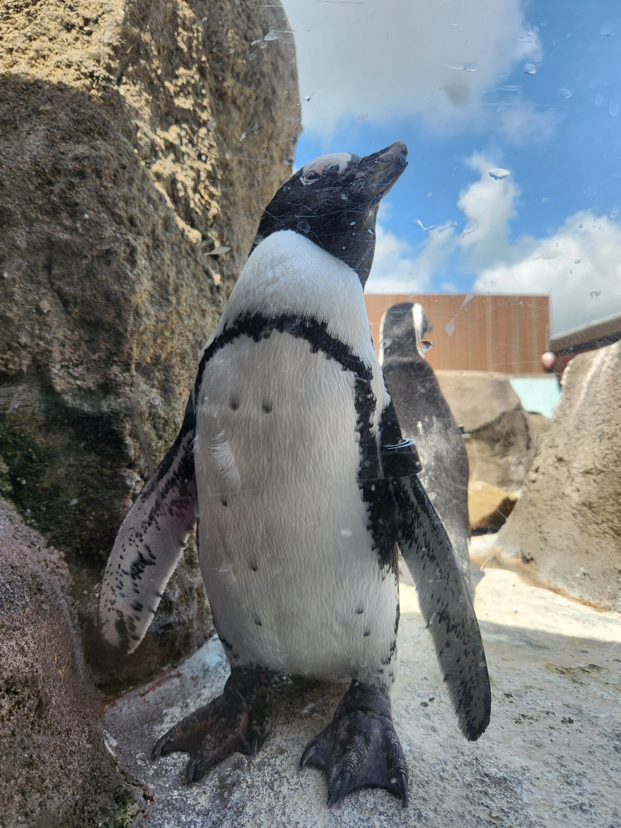 A group of penguins standing on the ground near a rock formation, with some water droplets on a glass panel in the foreground and a blue sky with clouds in the background.