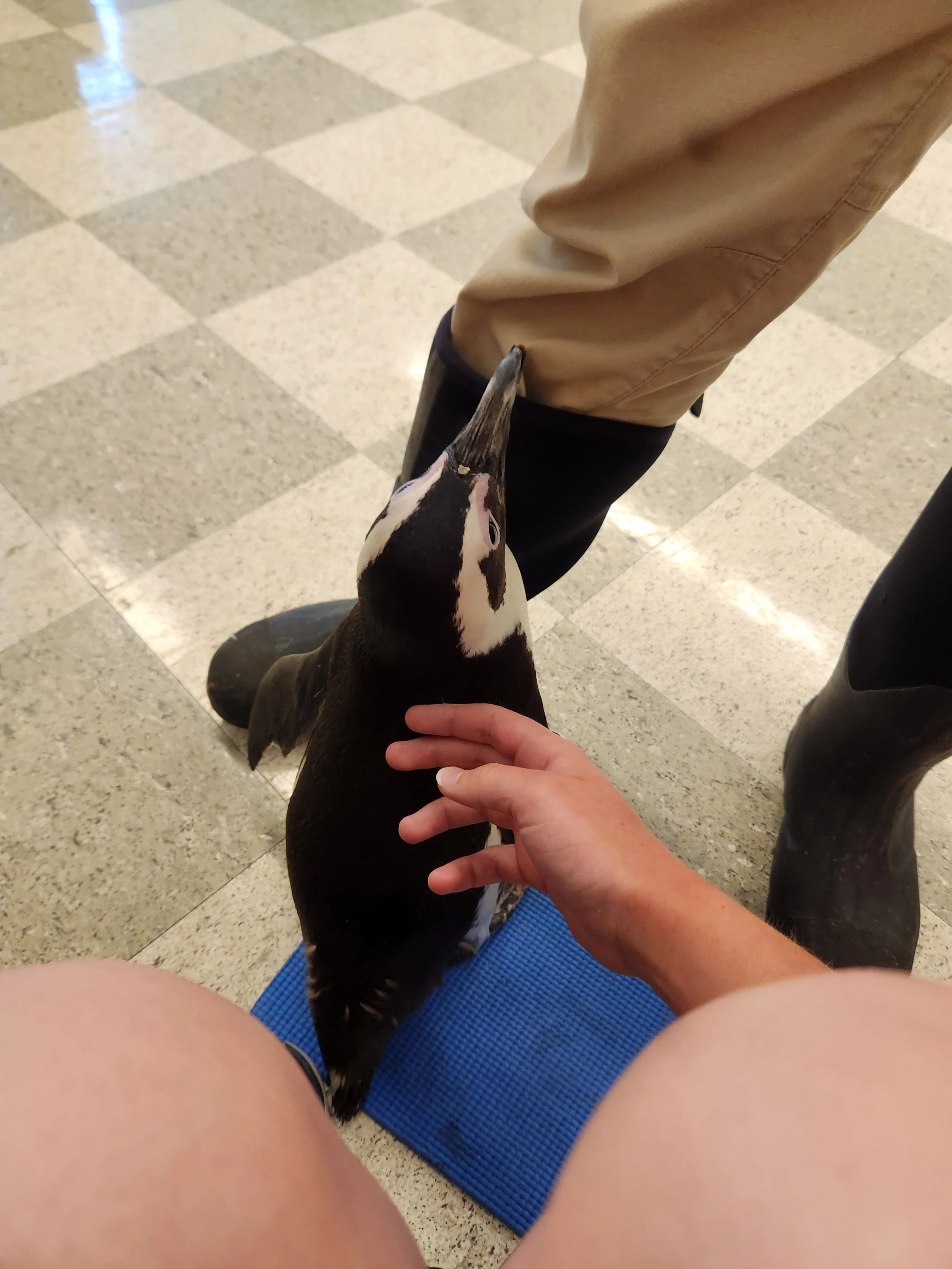 Person standing on a blue mat, petting a penguin at an indoor location with checkered tile flooring.