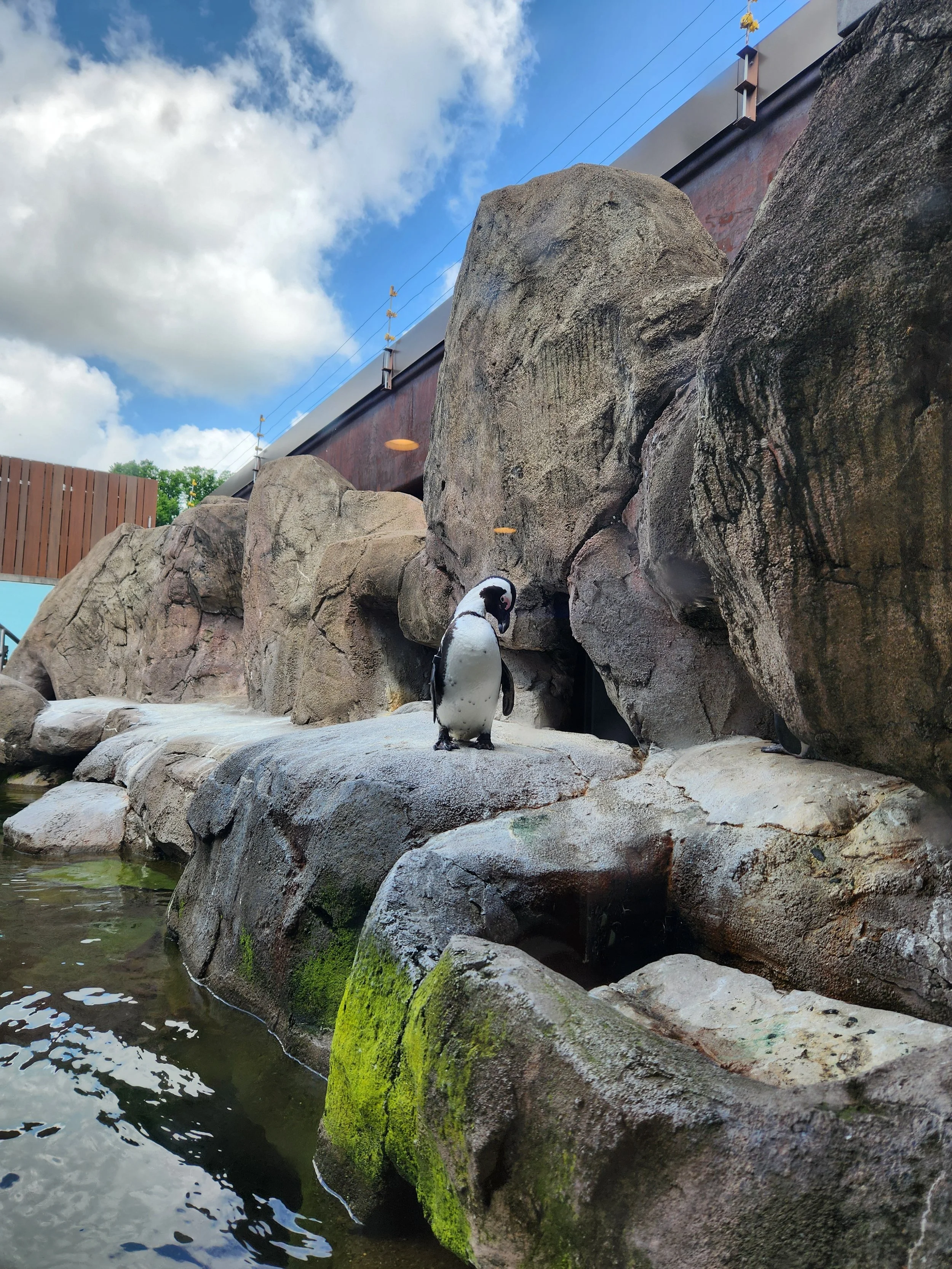 A penguin standing on rocks near water with large rocks and a fence in the background.
