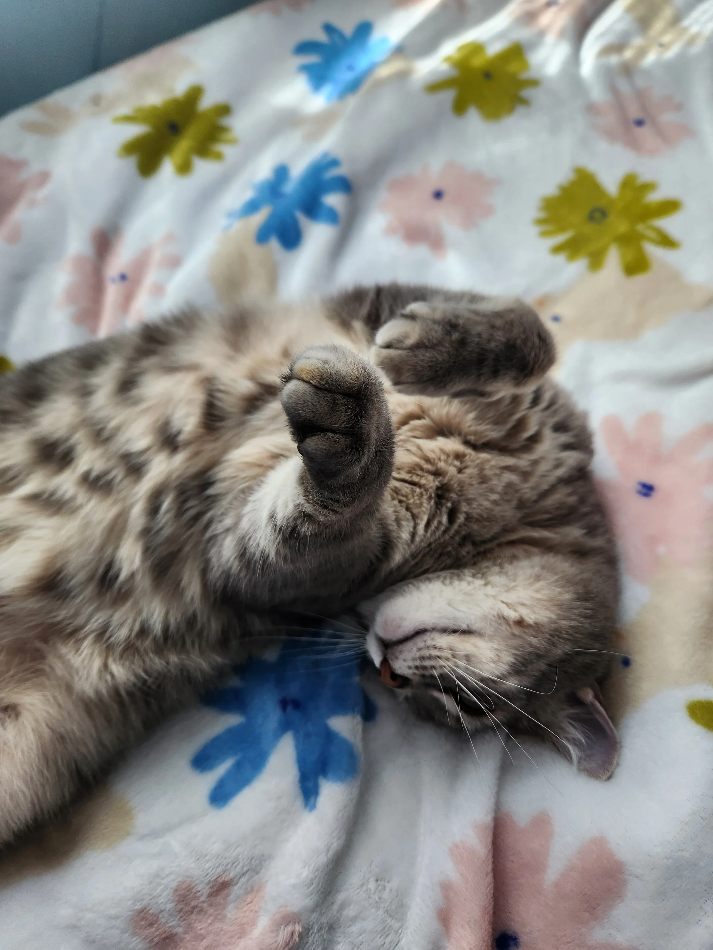 A gray tabby cat lying on a colorful blanket with floral and geometric patterns.