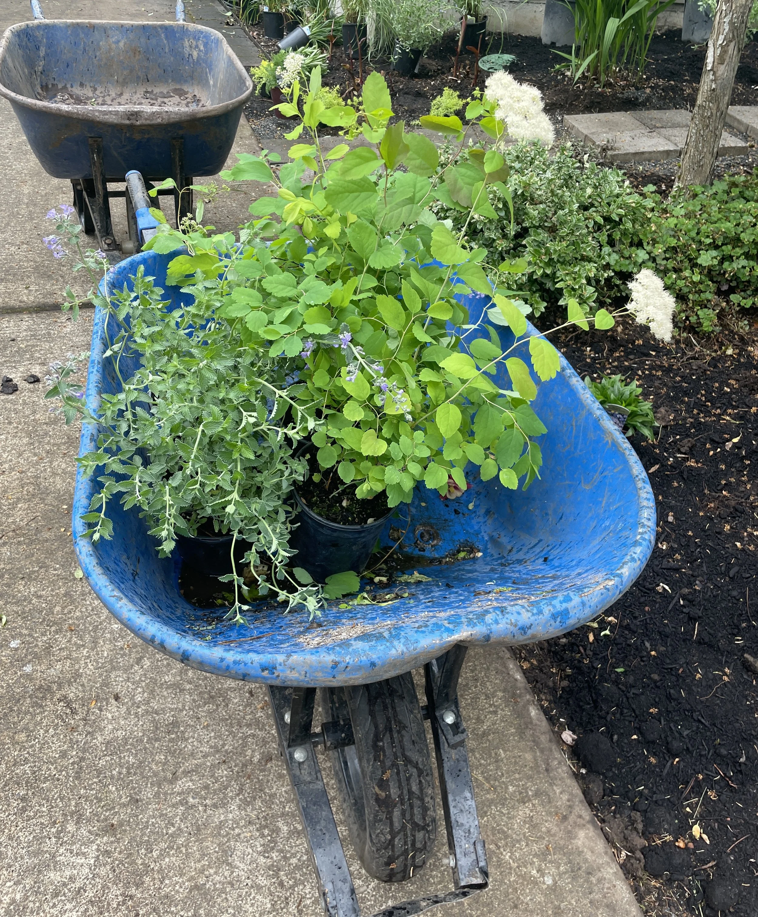 Blue wheelbarrow filled with potted plants on a concrete pathway, with garden soil and shrubbery in the background.