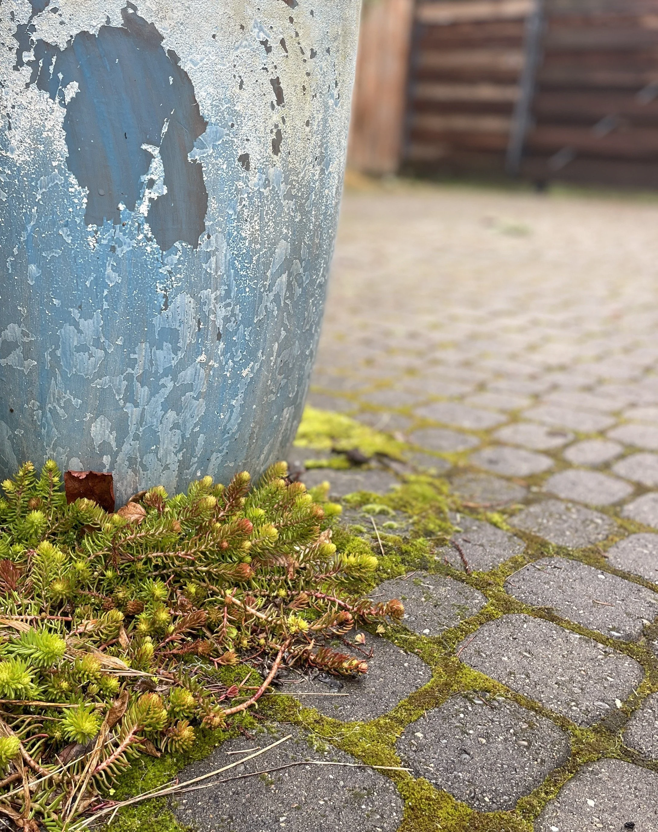 Close-up of a weathered, peeling blue metal surface beside moss and small plants growing on a paved brick ground. In the background, there is a wooden fence and a blurred outdoor setting.