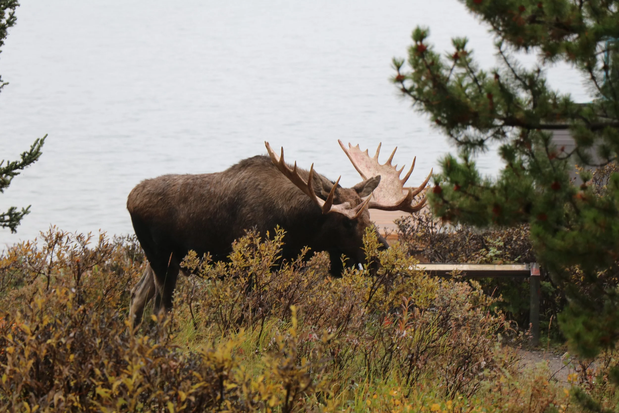 A moose with large antlers standing amid fall foliage near a body of water.