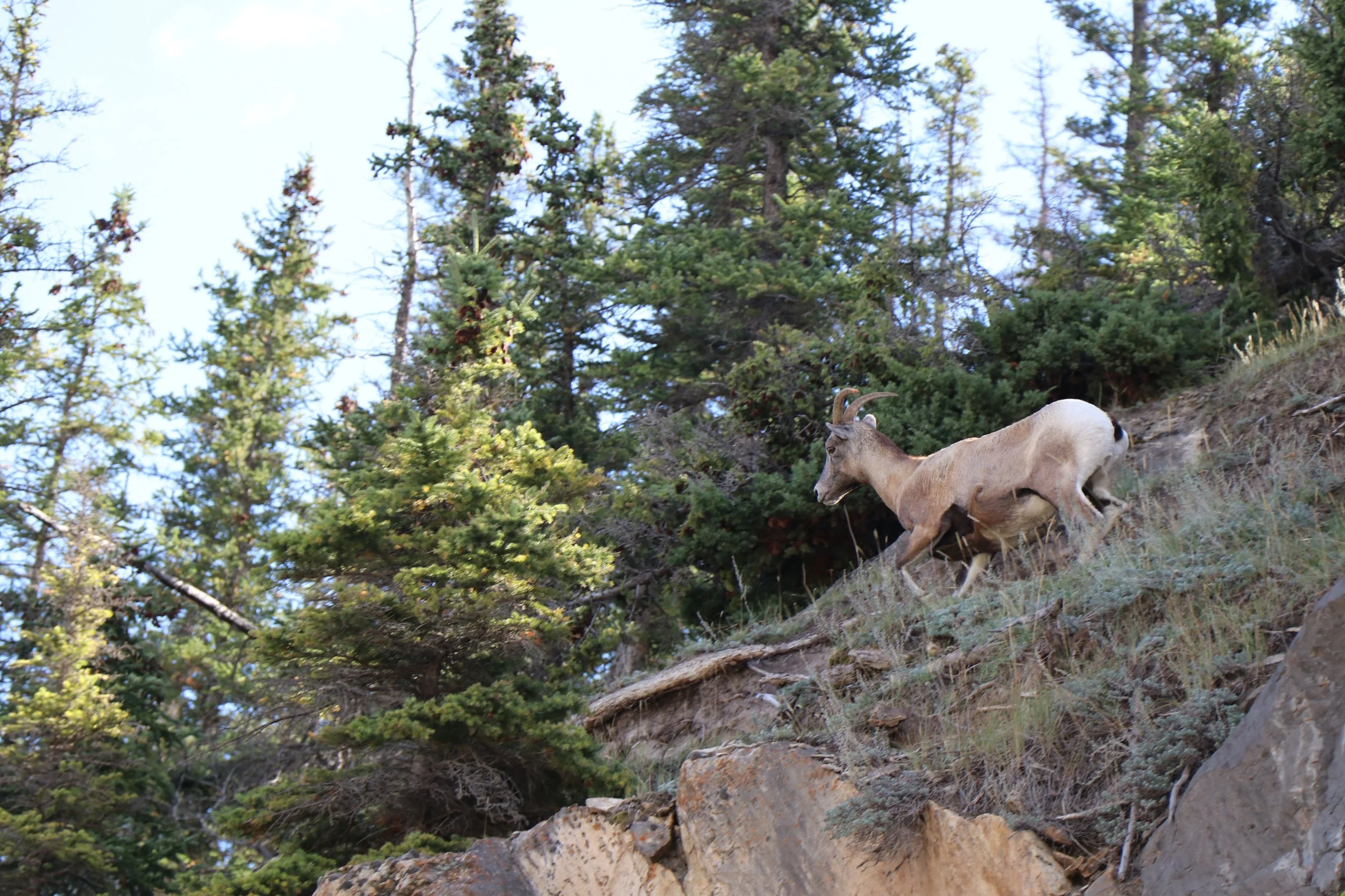 A mountain goat standing on a steep, rocky slope in a forested area with tall pine trees and clear blue sky in the background.