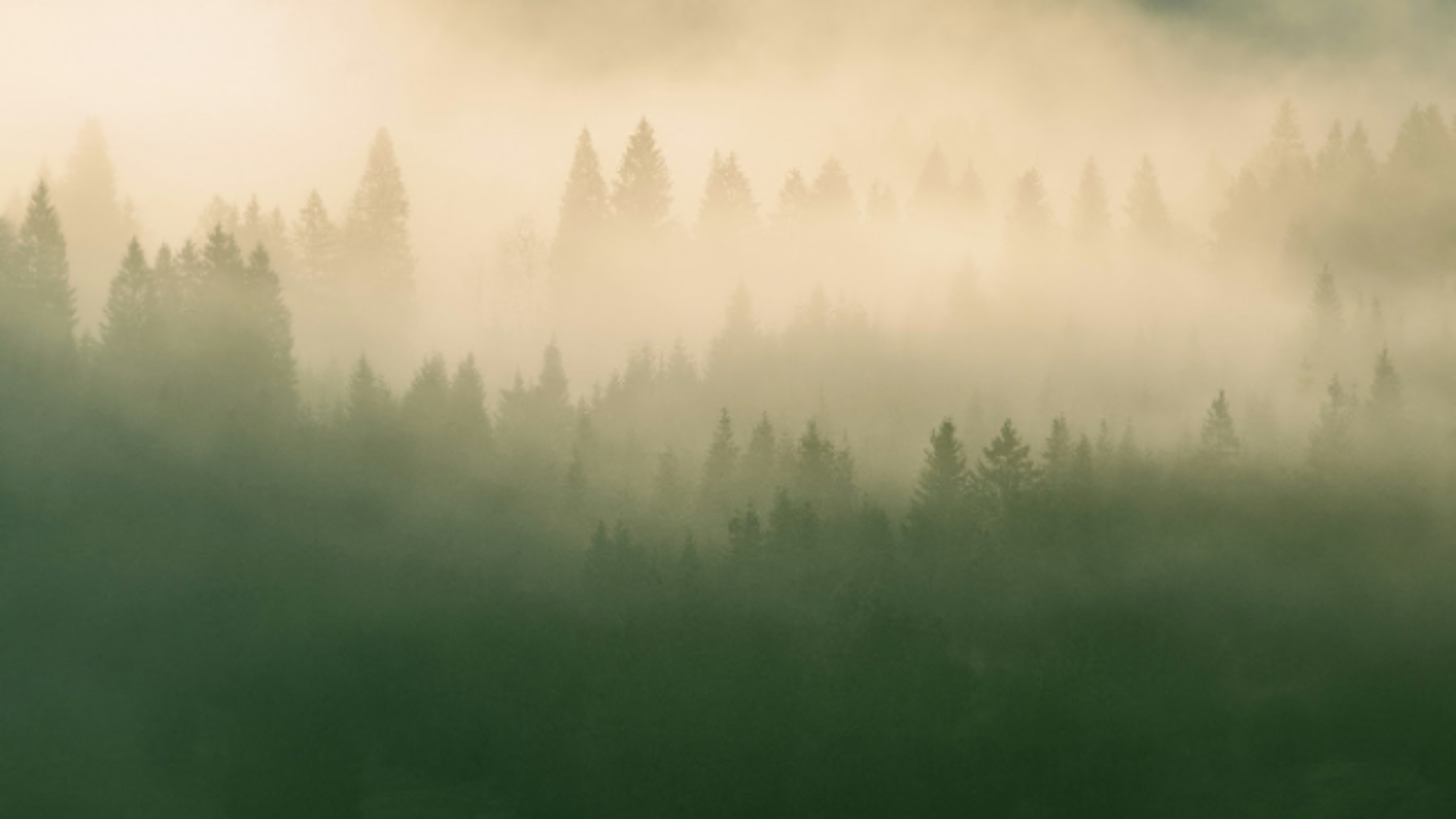A foggy forest scene with tall pine trees partially obscured by mist, creating a serene and mysterious atmosphere.