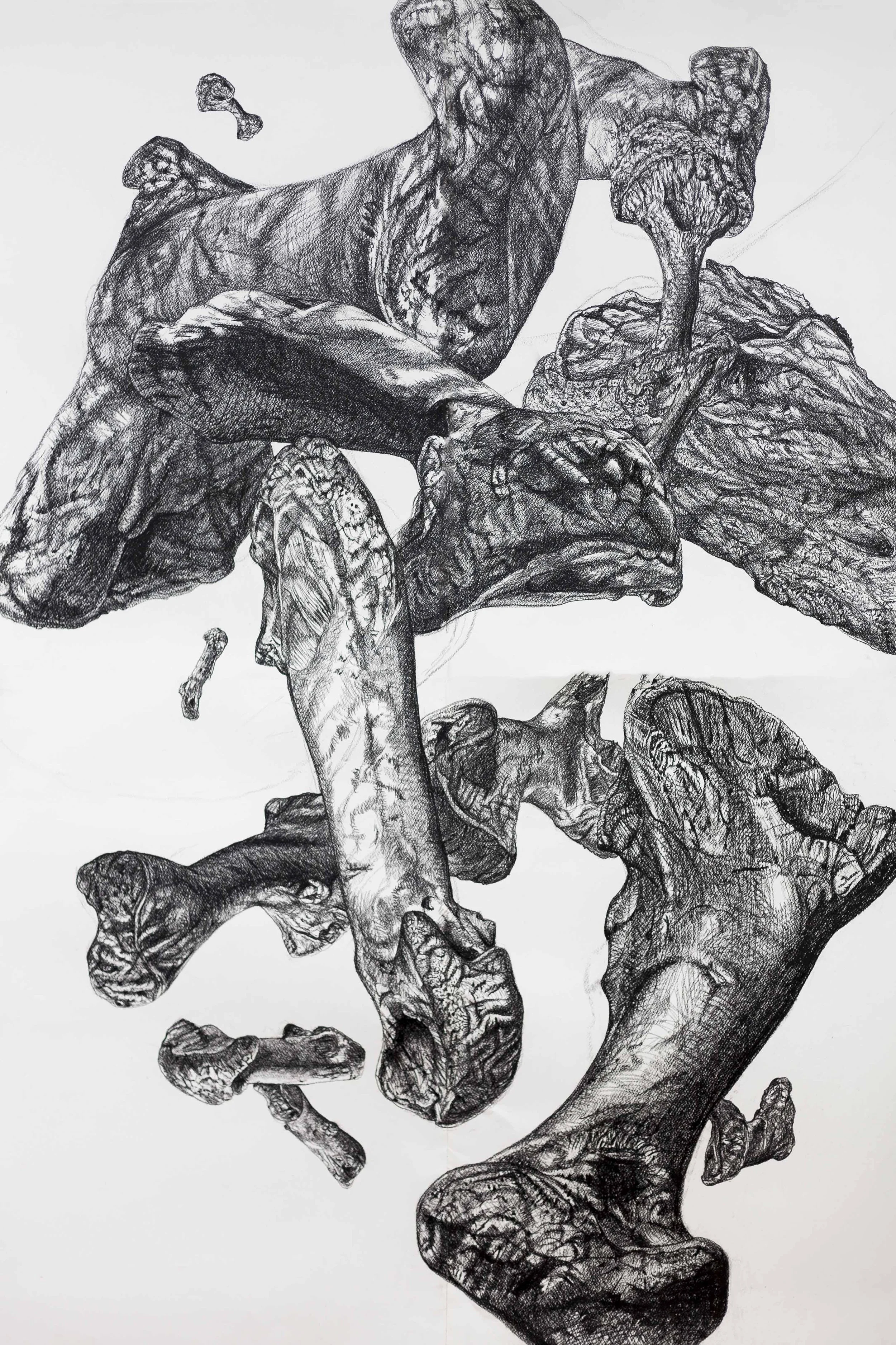 Bones (I), conté, 36 x 48, 2014