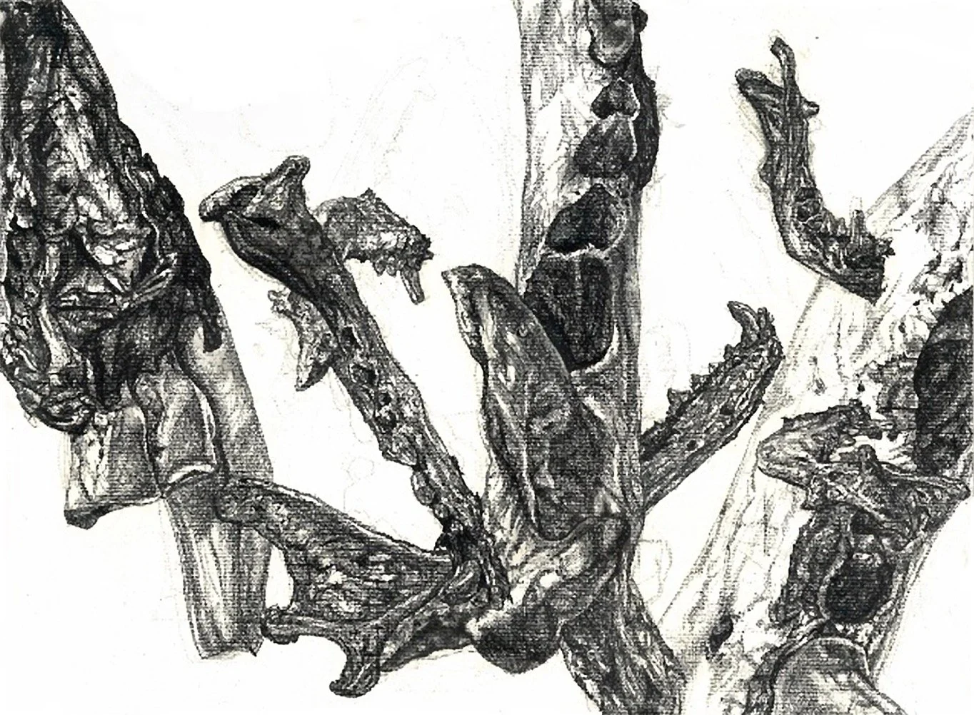 Bones (II), conté, 18x24, 2014