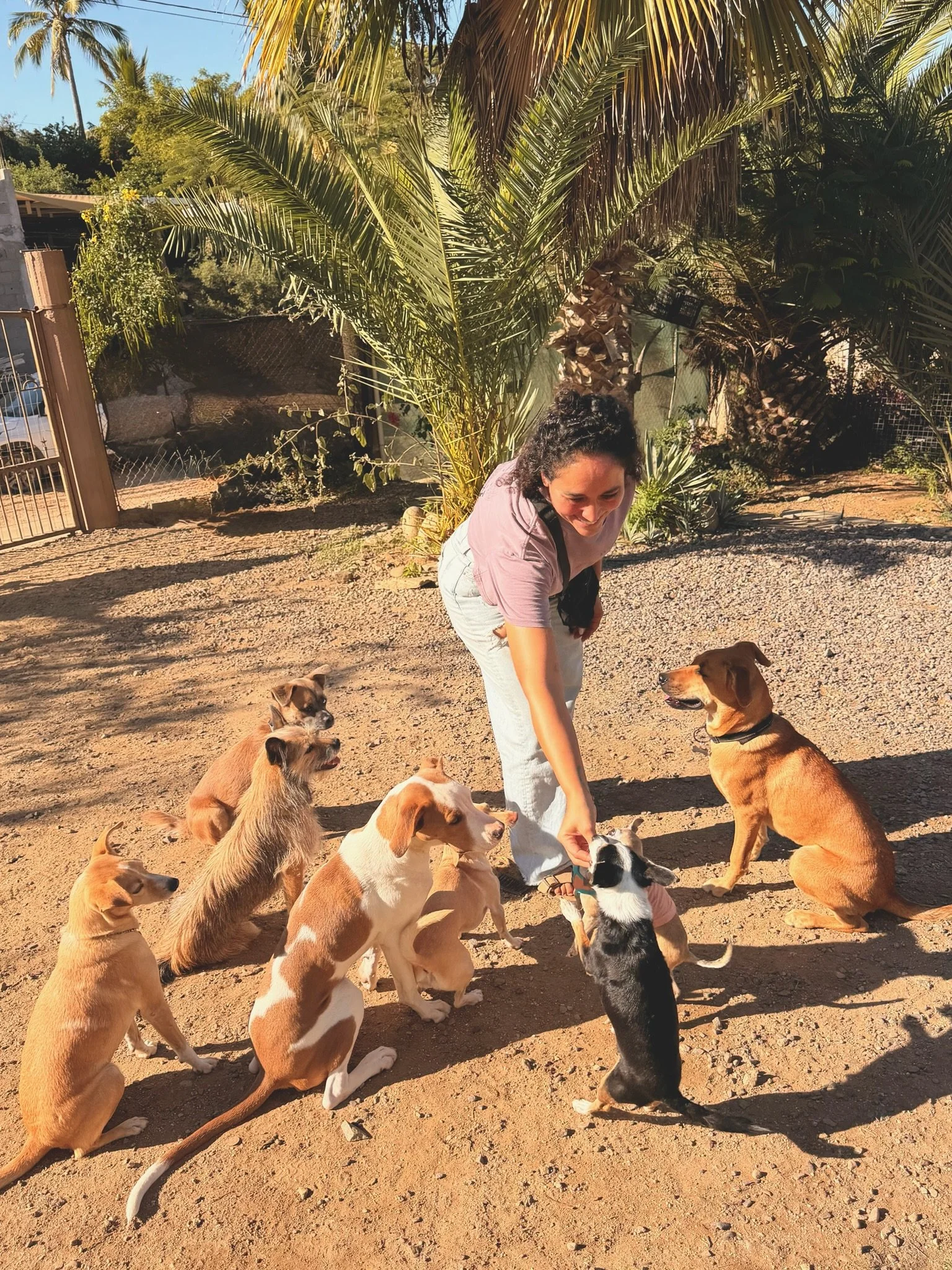 Dogs enjoying time together at El Ranchito Wanderlust dog daycare in Todos Santos, Baja California Sur