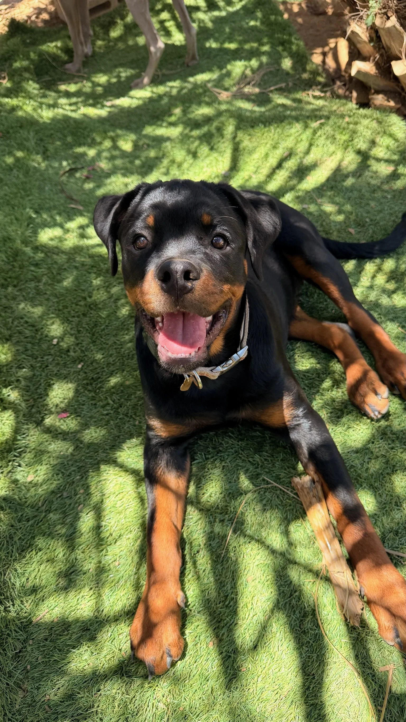 What Does Dog Hospitality Actually Mean?