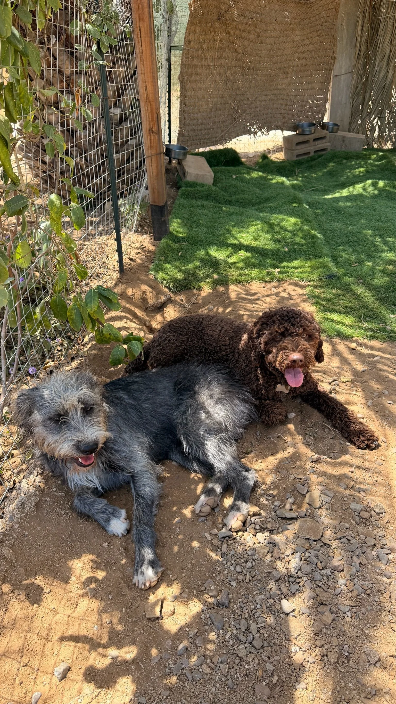 Helping Your Dog Feel Comfortable at a New Daycare or Boarding Environment