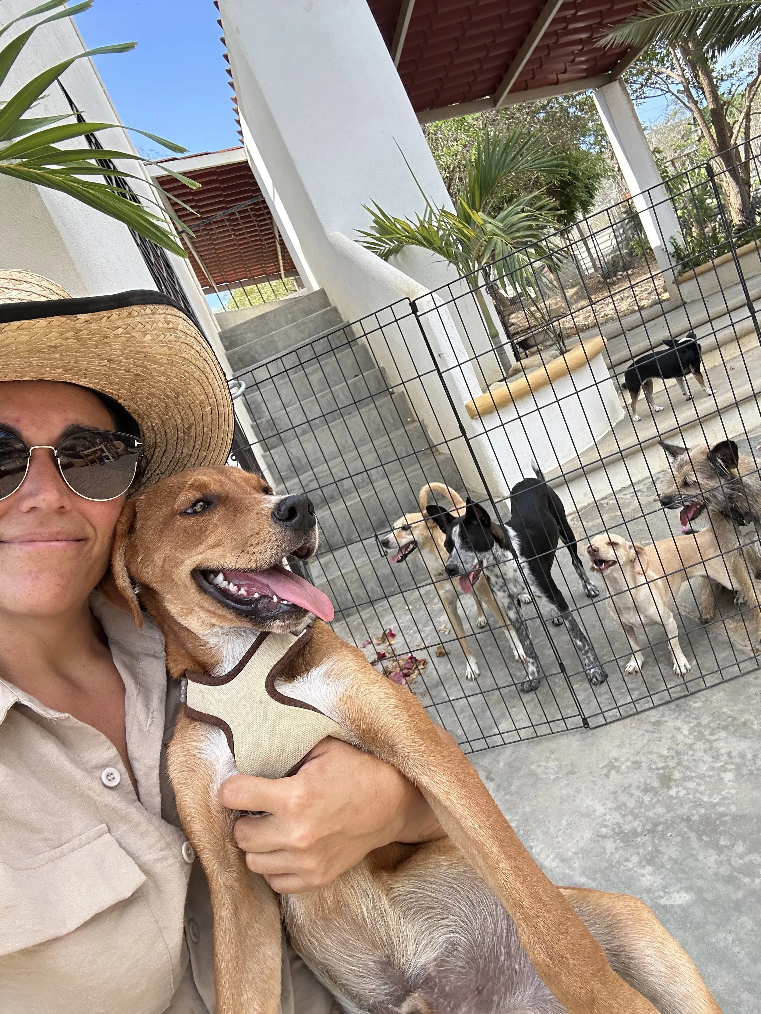 Why Every Dog Begins with a Meet &amp; Sniff