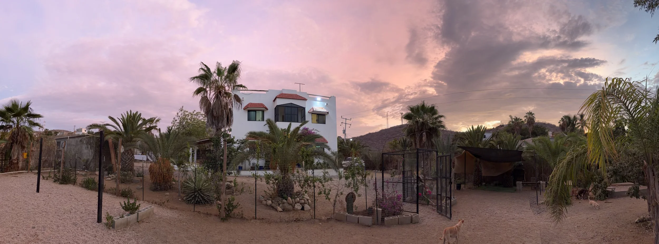 El Ranchito Wanderlust dog daycare and boarding property surrounded by palm trees and desert landscape in Todos Santos, Baja California Sur