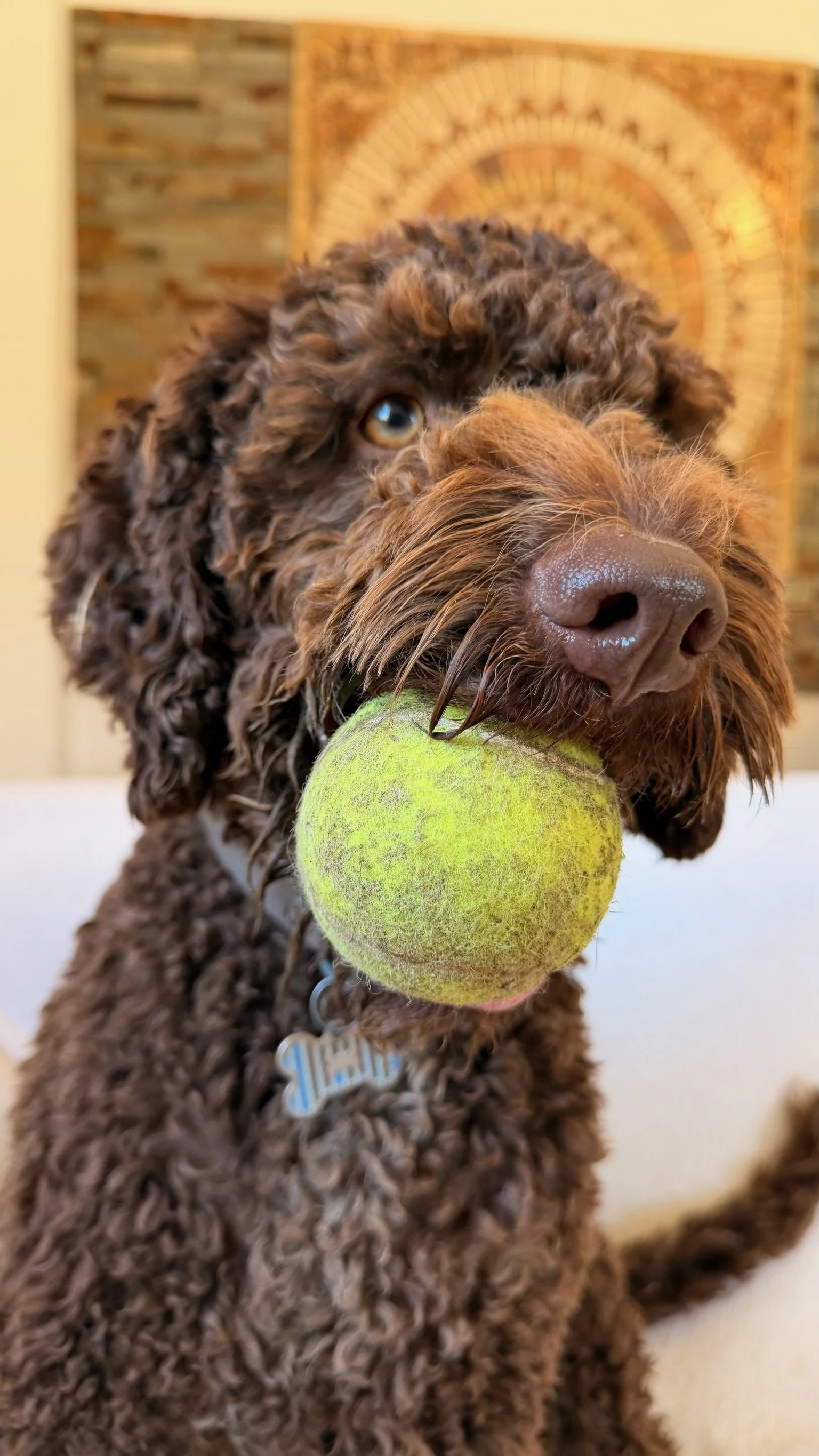 Dog enjoying playtime at El Ranchito Wanderlust, a dog daycare and boarding retreat in Todos Santos, Baja California Sur