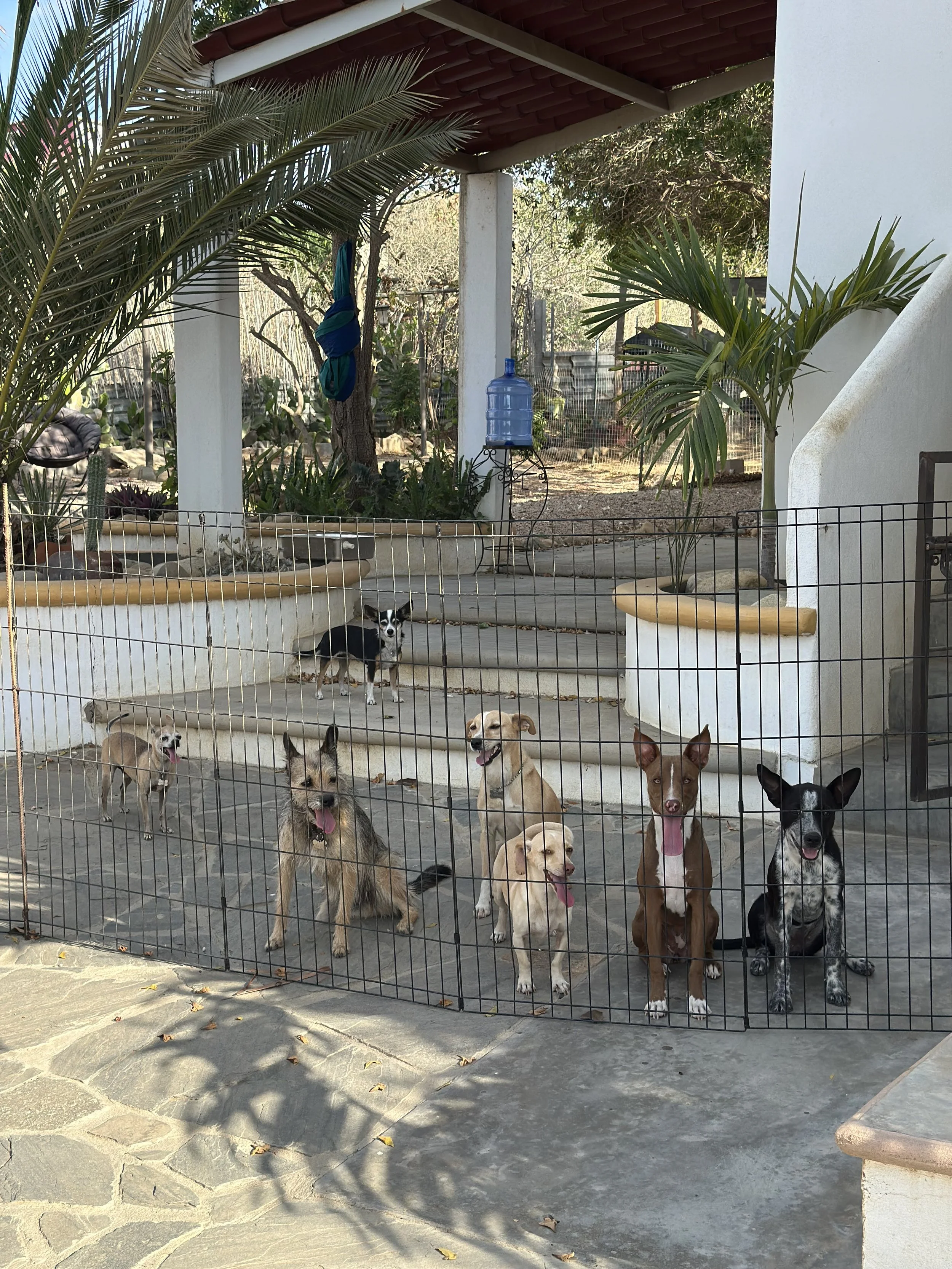 Dogs enjoying the Zen Garden at El Ranchito Wanderlust dog daycare in Todos Santos, Baja California Sur.