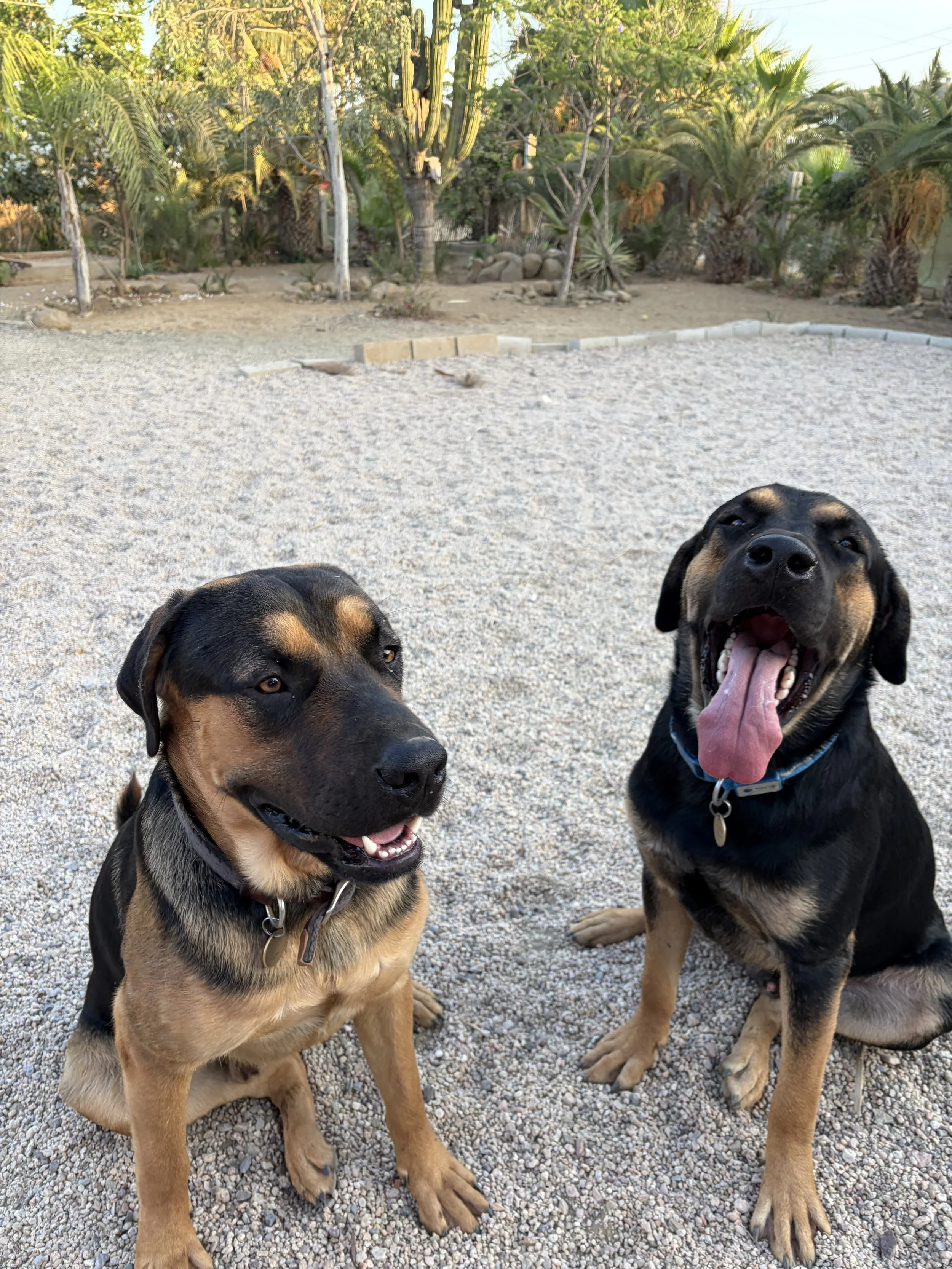 Two happy dogs sitting on gravel in a backyard garden with trees and plants in the background.