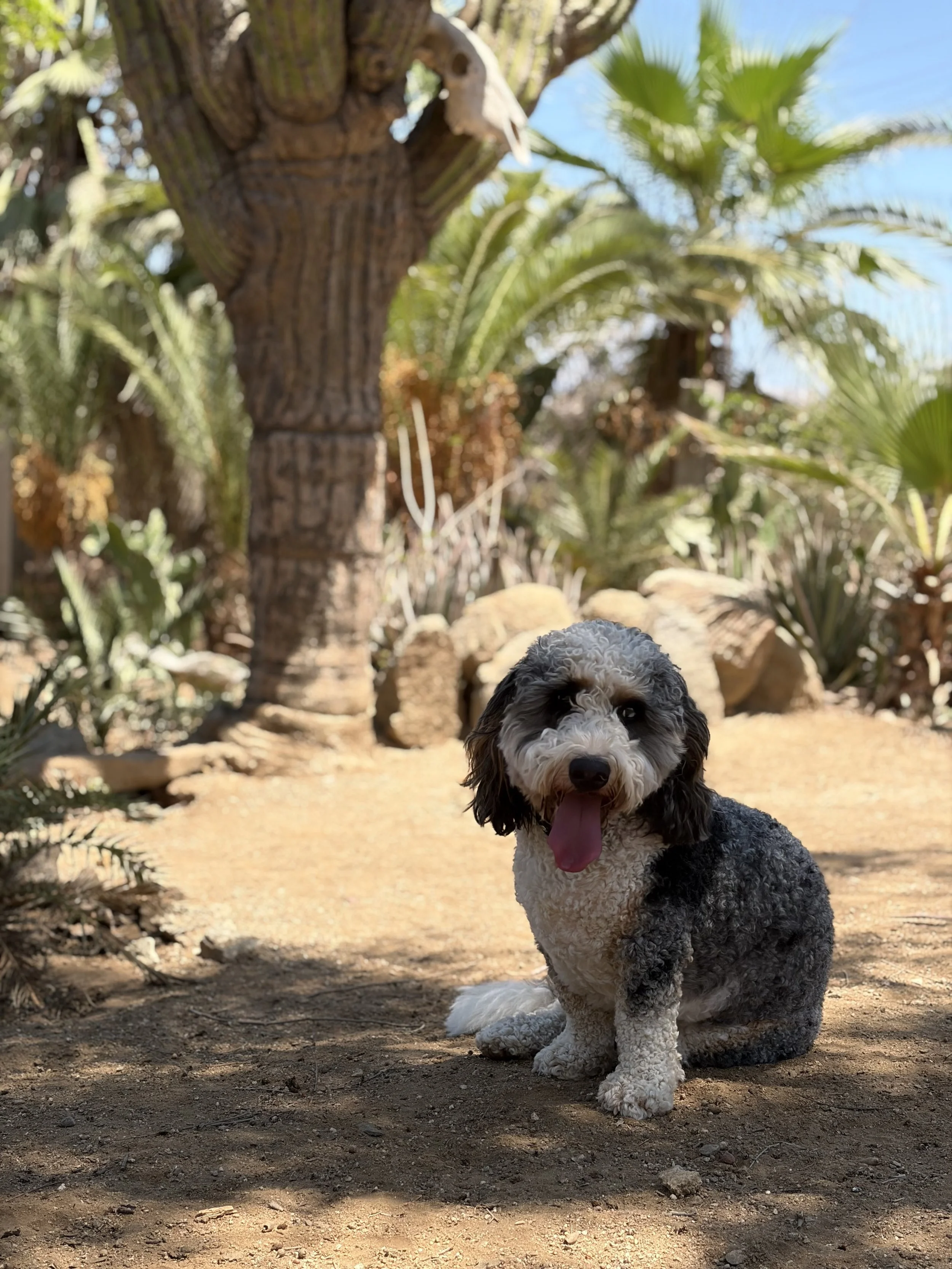 Black-and-white dog relaxing outdoors at El Ranchito Wanderlust in Todos Santos, Baja California Sur