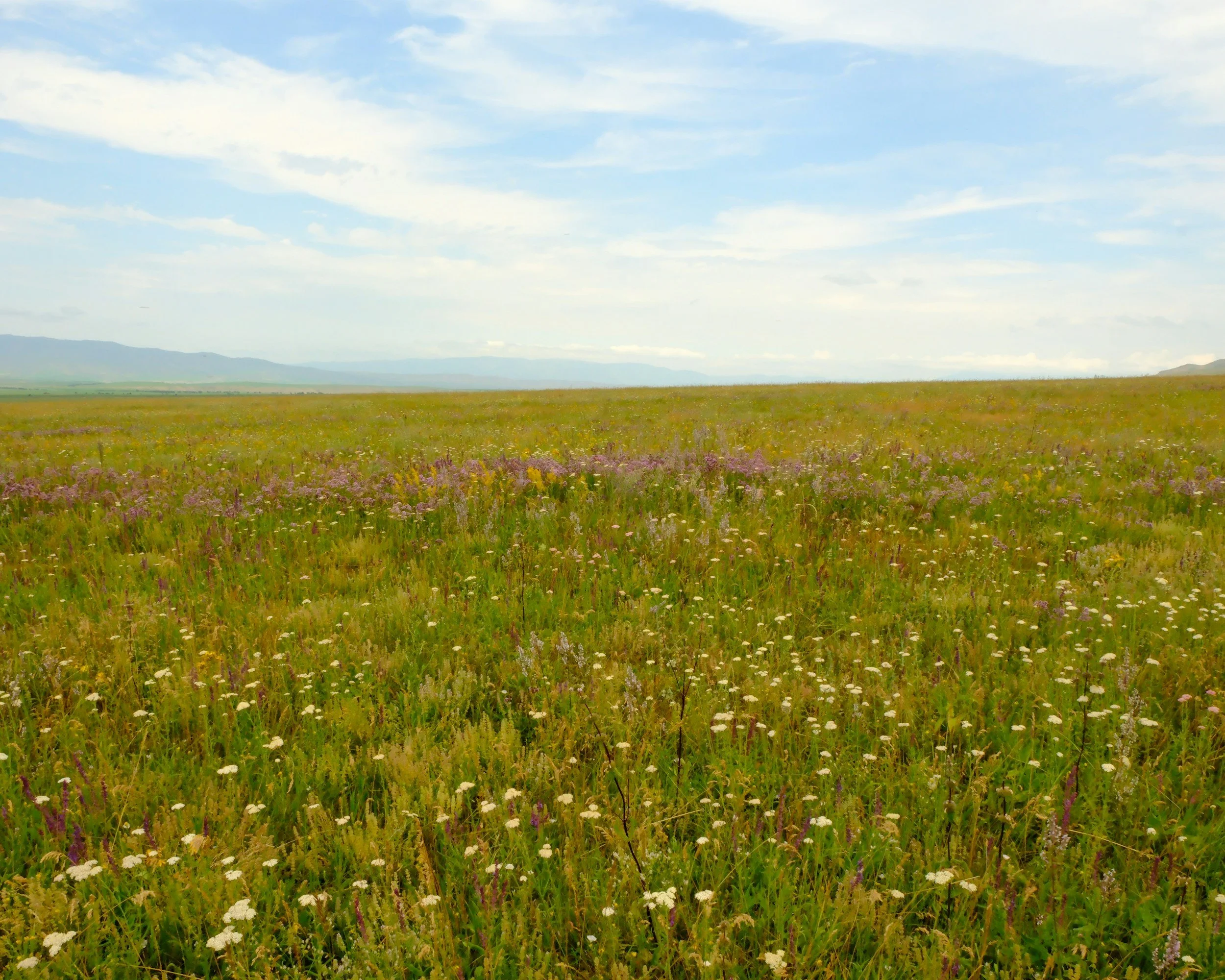 A vast open field with green grass and wildflowers under a partly cloudy sky, distant mountains on the horizon.