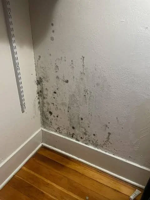 Mold Test
