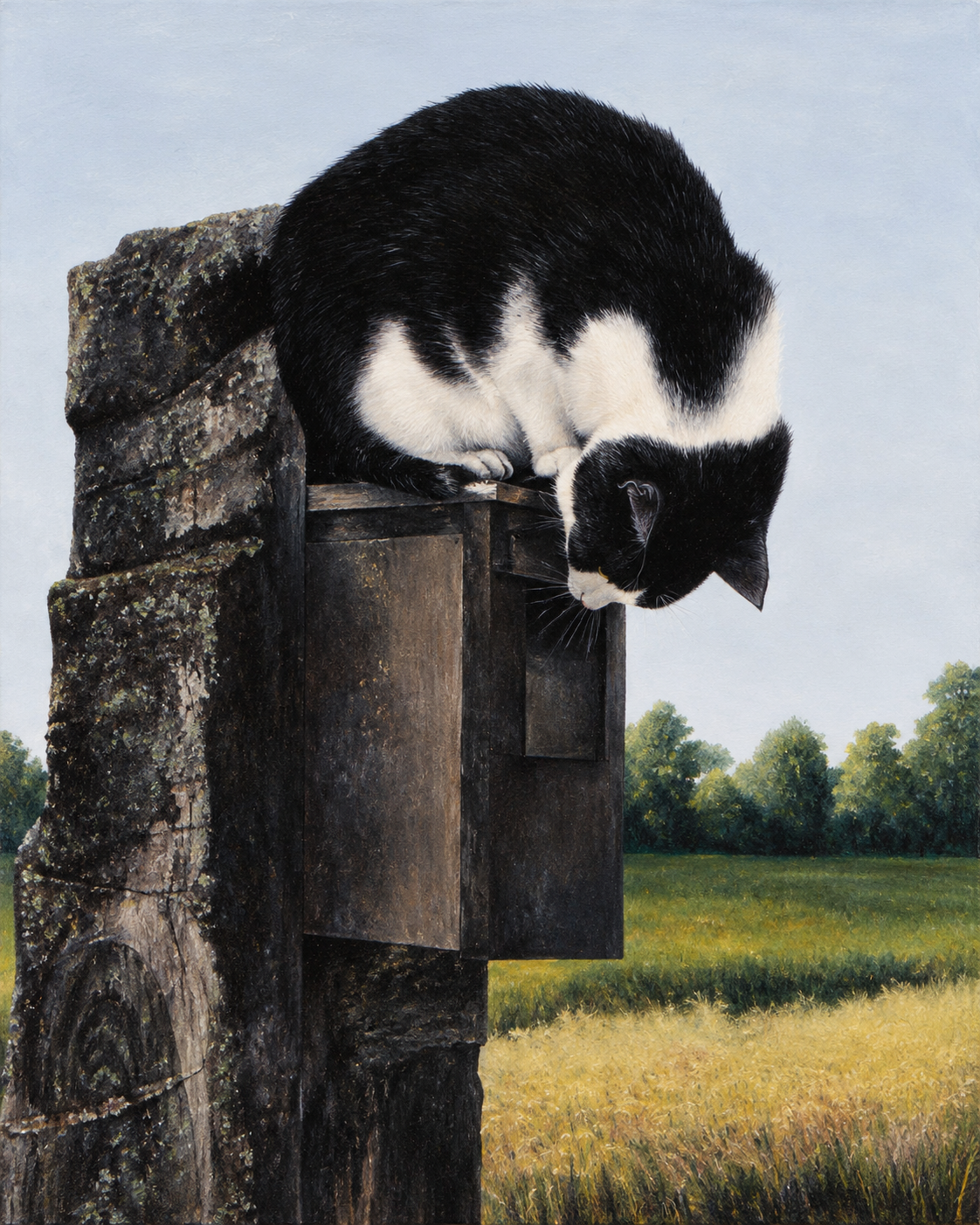 Tuxedo Cat Over Countryside Fields.png