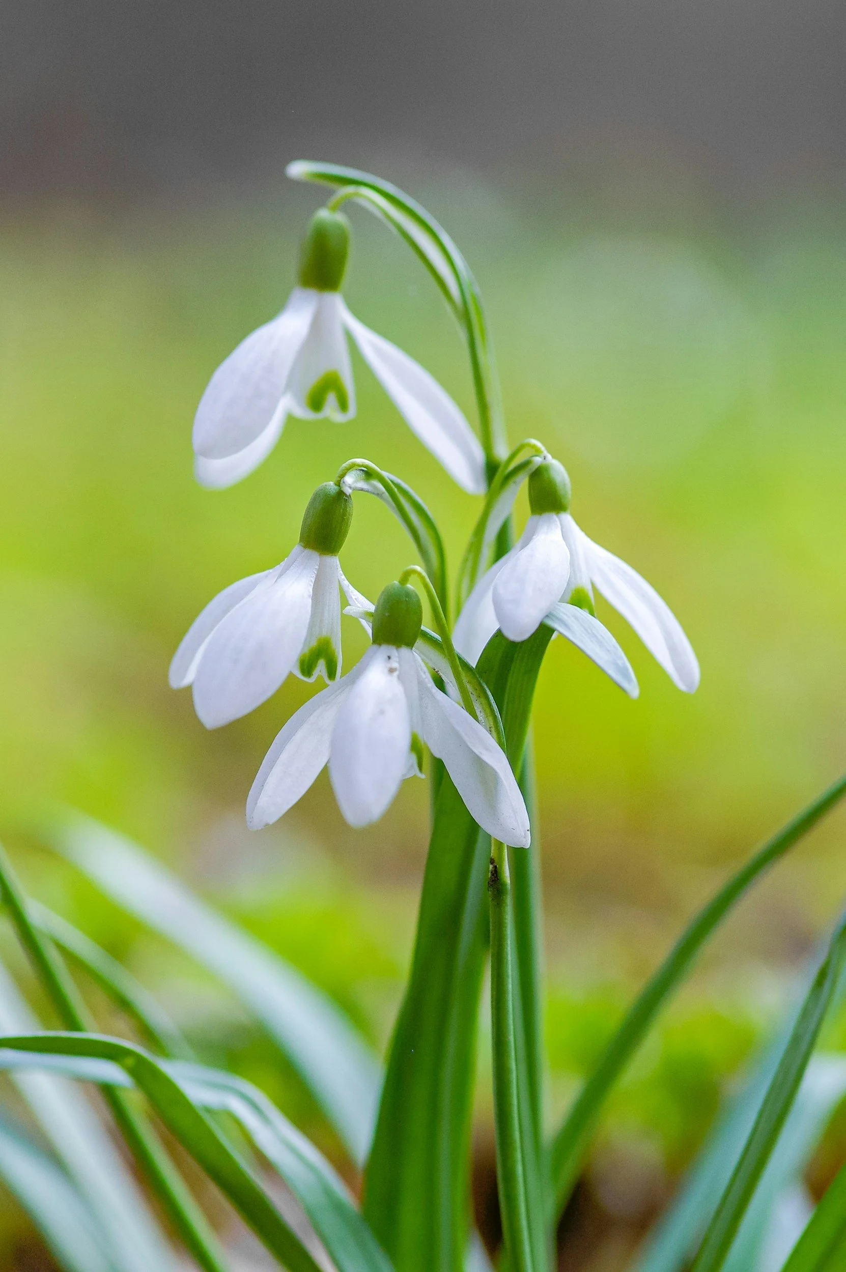 Close-up of snowdrop flowers with white petals and green stems in a natural setting.