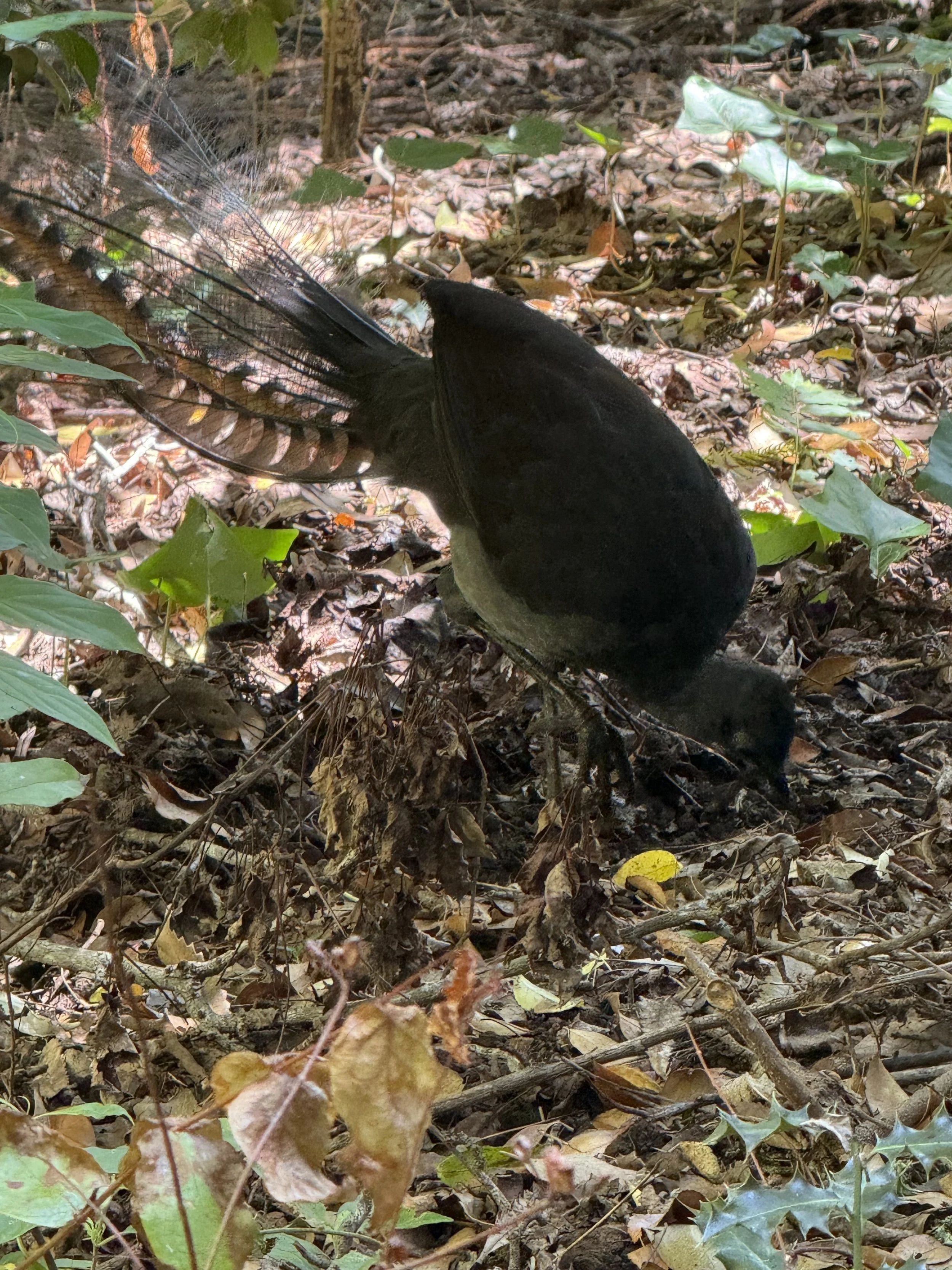 A black bird with a yellowish belly standing on leaf-covered forest floor among dried leaves, twigs, and green plants.
