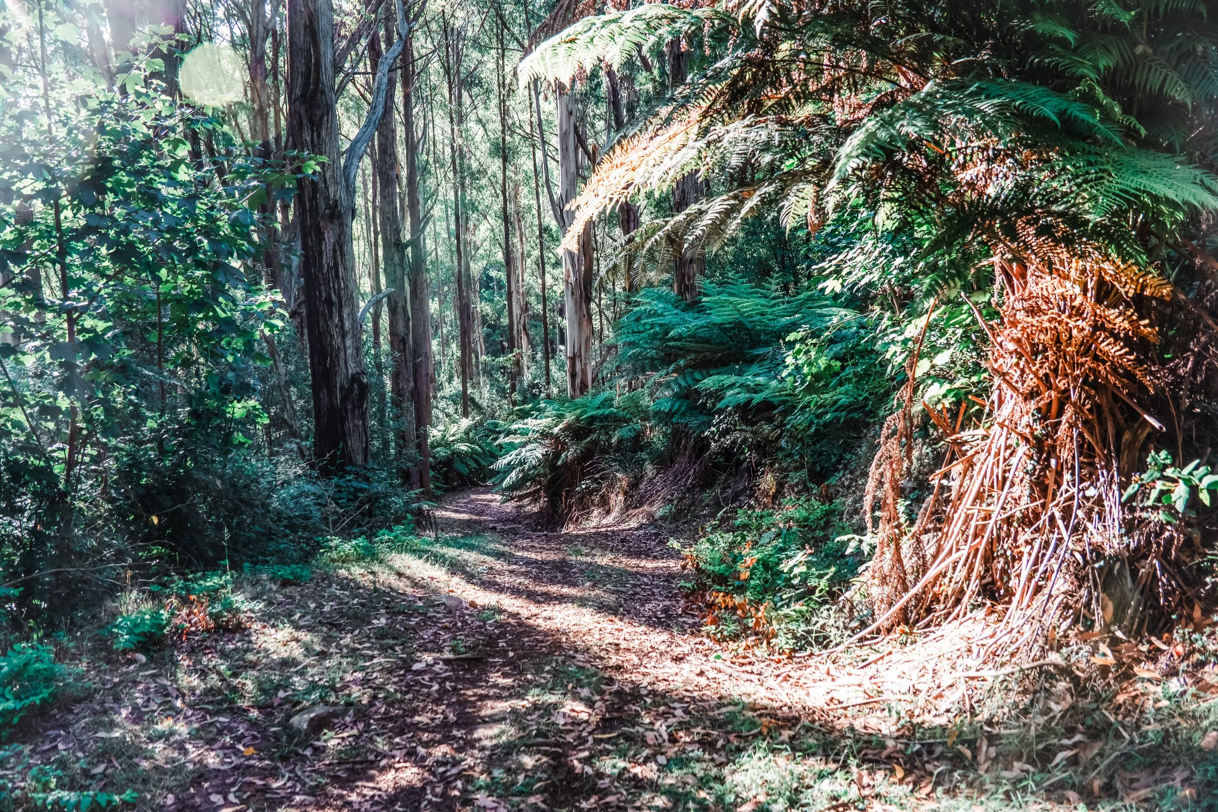 A dirt path winding through a dense forest with tall trees and lush green ferns, sunlight filtering through the leaves.