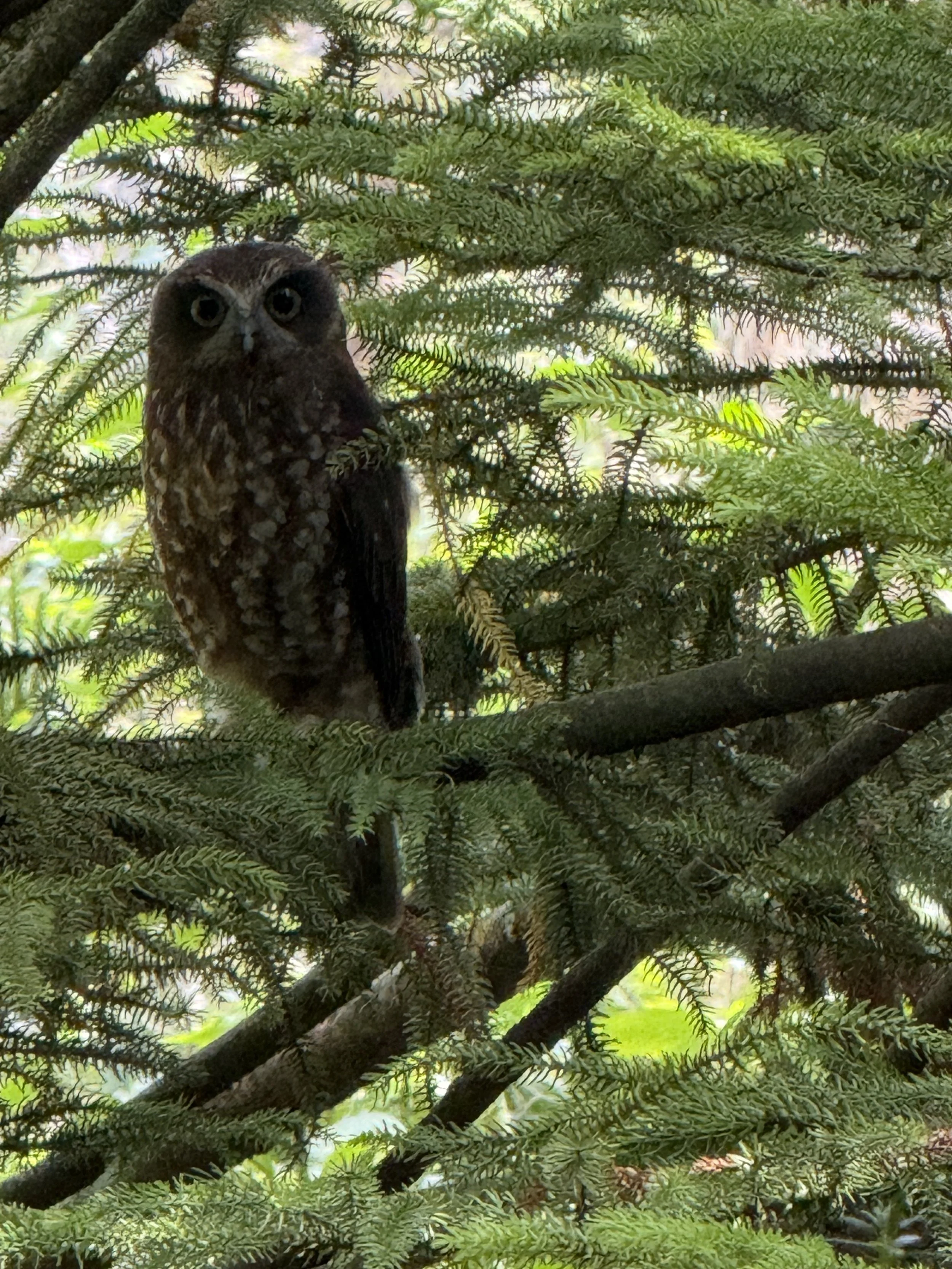 A brown owl perched on tree branches with green leaves and needles, partially hidden by foliage.