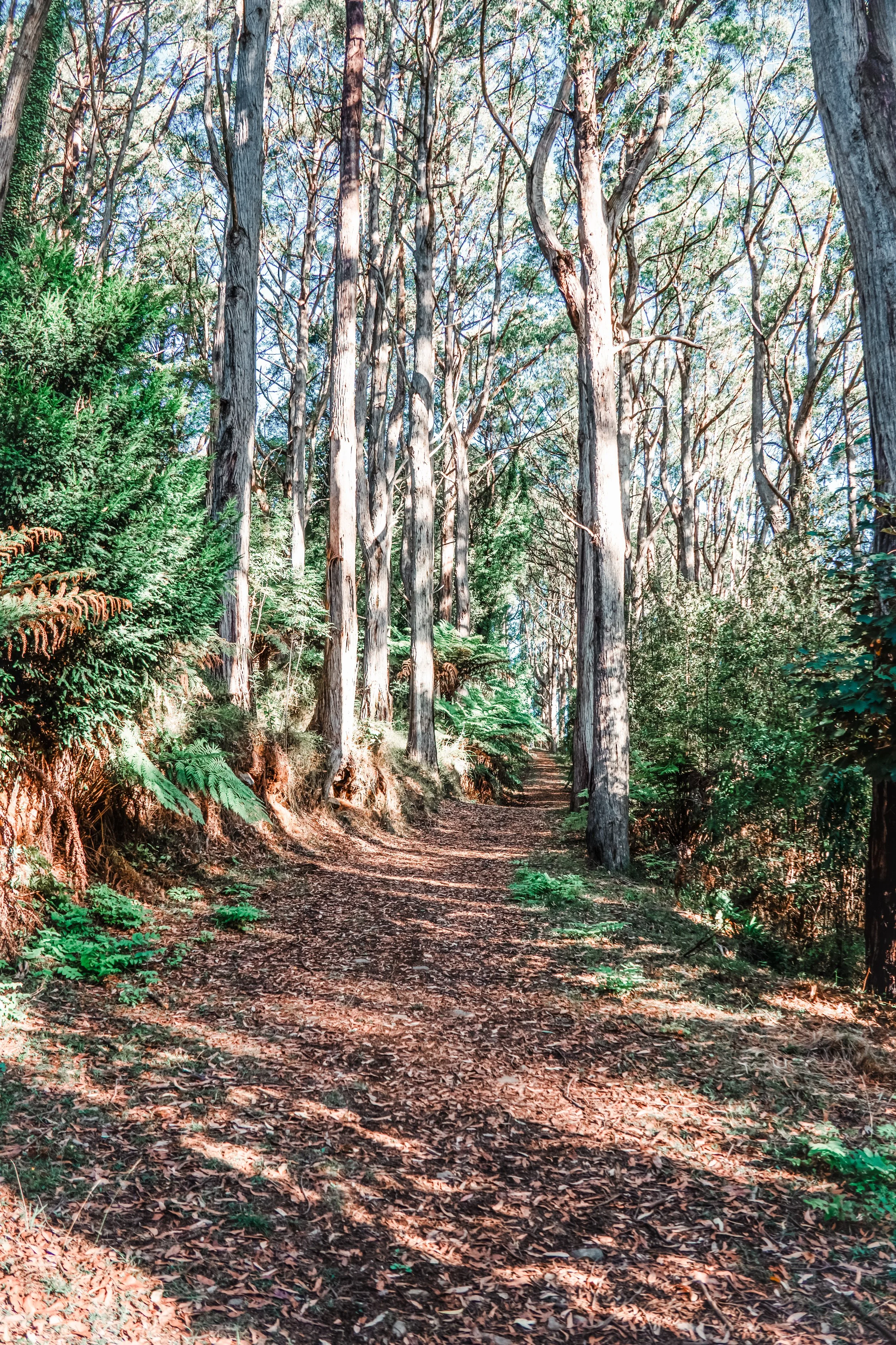 A forest trail surrounded by tall trees with green foliage and some dry leaves on the ground, sunlight filtering through the branches.
