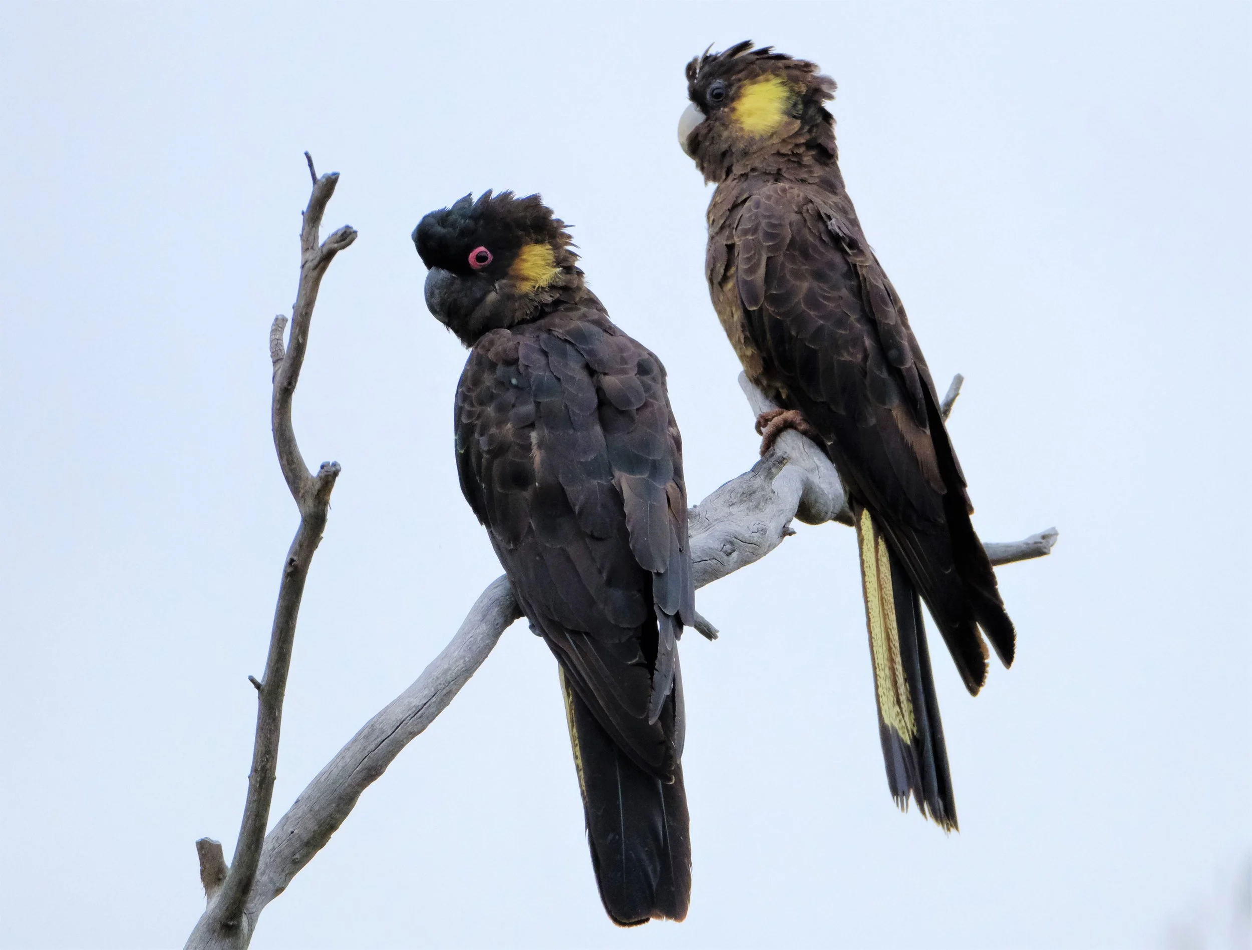 Two birds perched on a leafless tree branch against a pale sky, with one bird facing forward and the other tilting its head.
