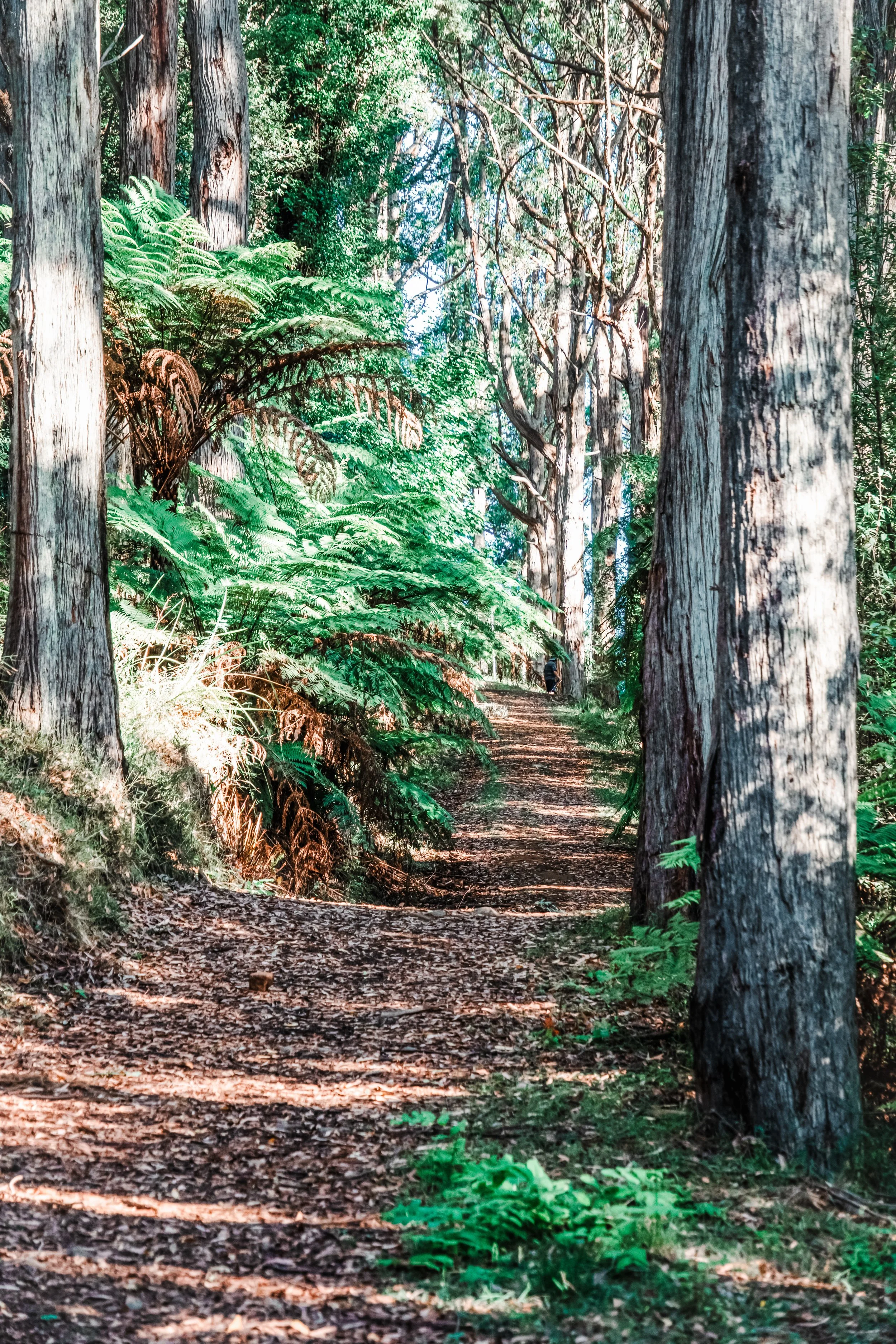 A forest path surrounded by tall trees and green ferns, with sunlight filtering through the leaves.