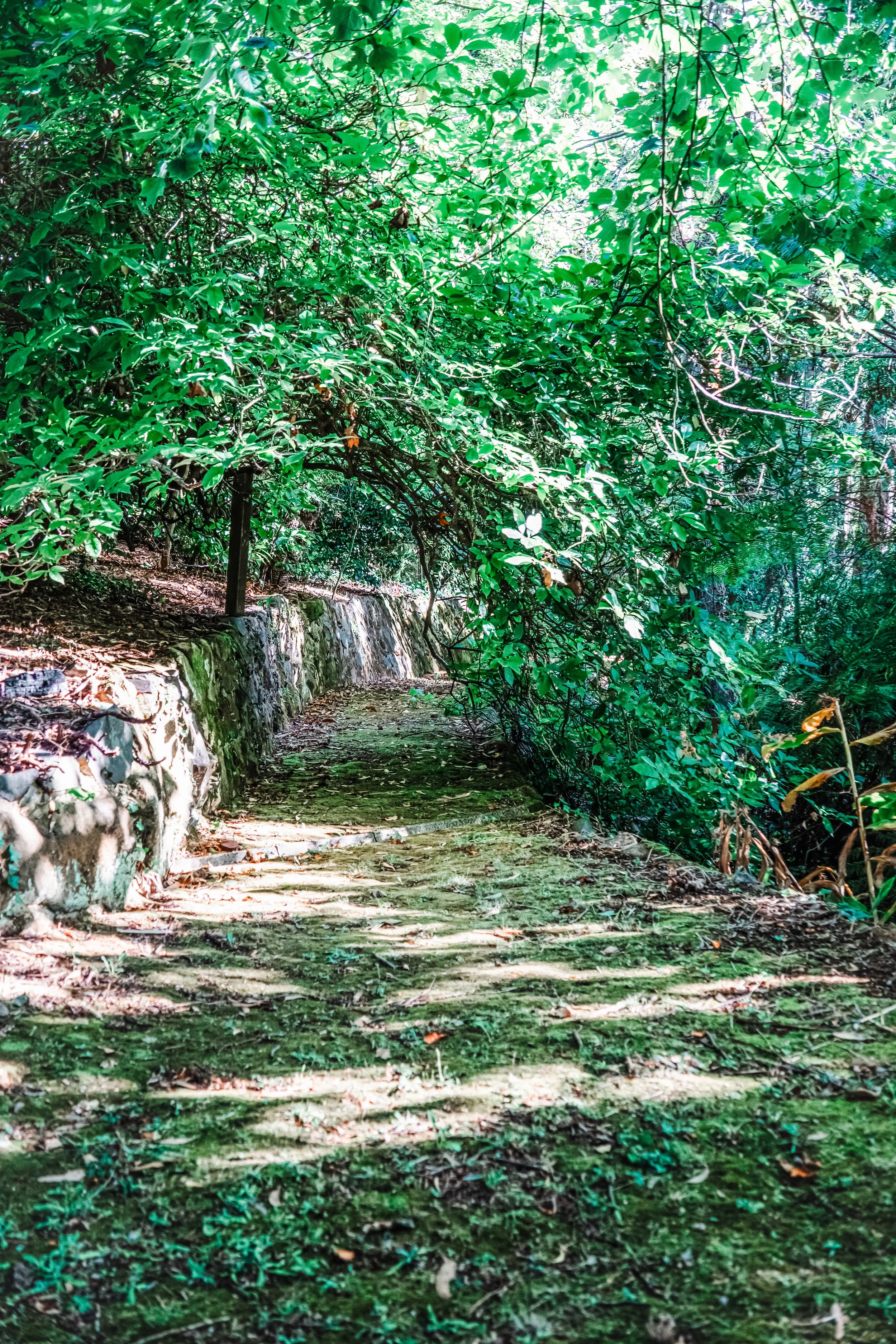 A wooded forest pathway surrounded by dense green foliage with sunlight filtering through the leaves.