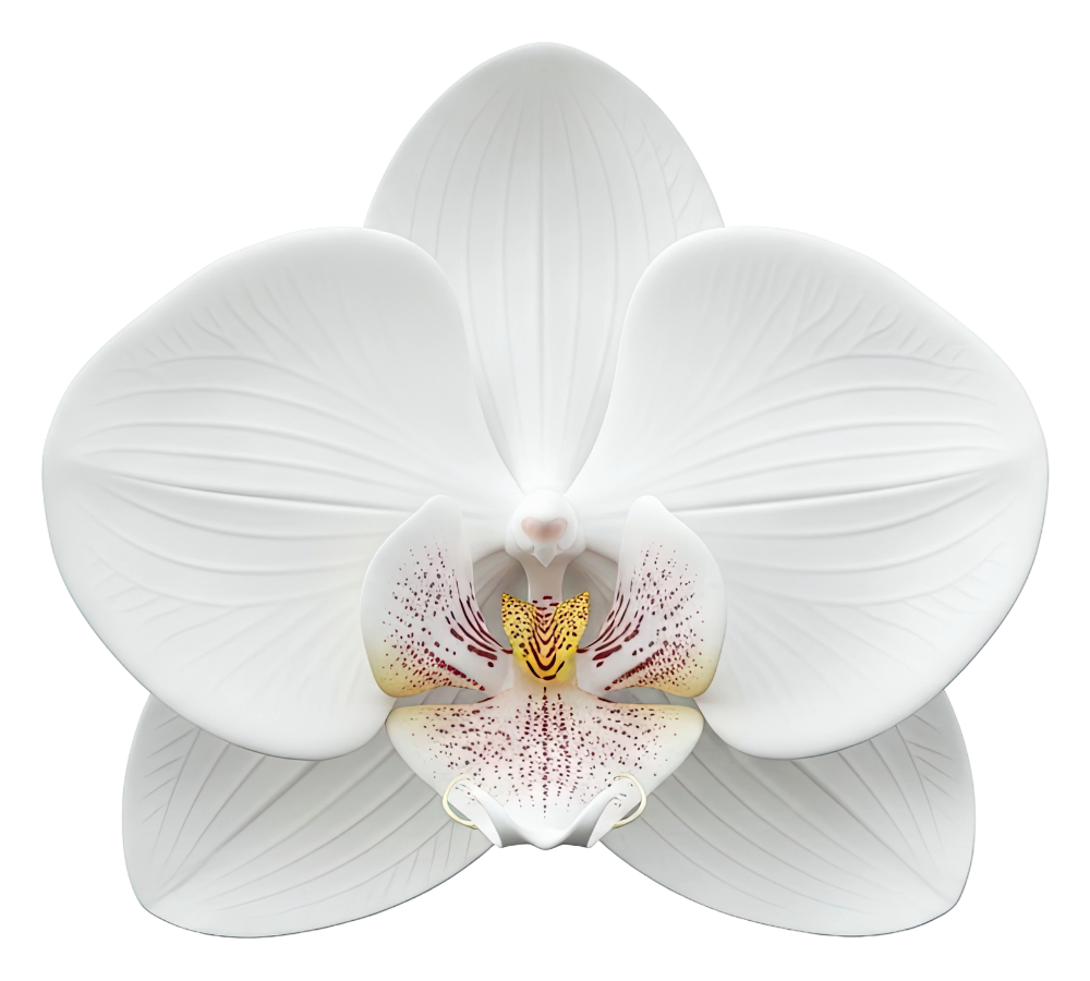 Orquídea blanca con detalles amarillos y rojos en el centro, vista frontal.