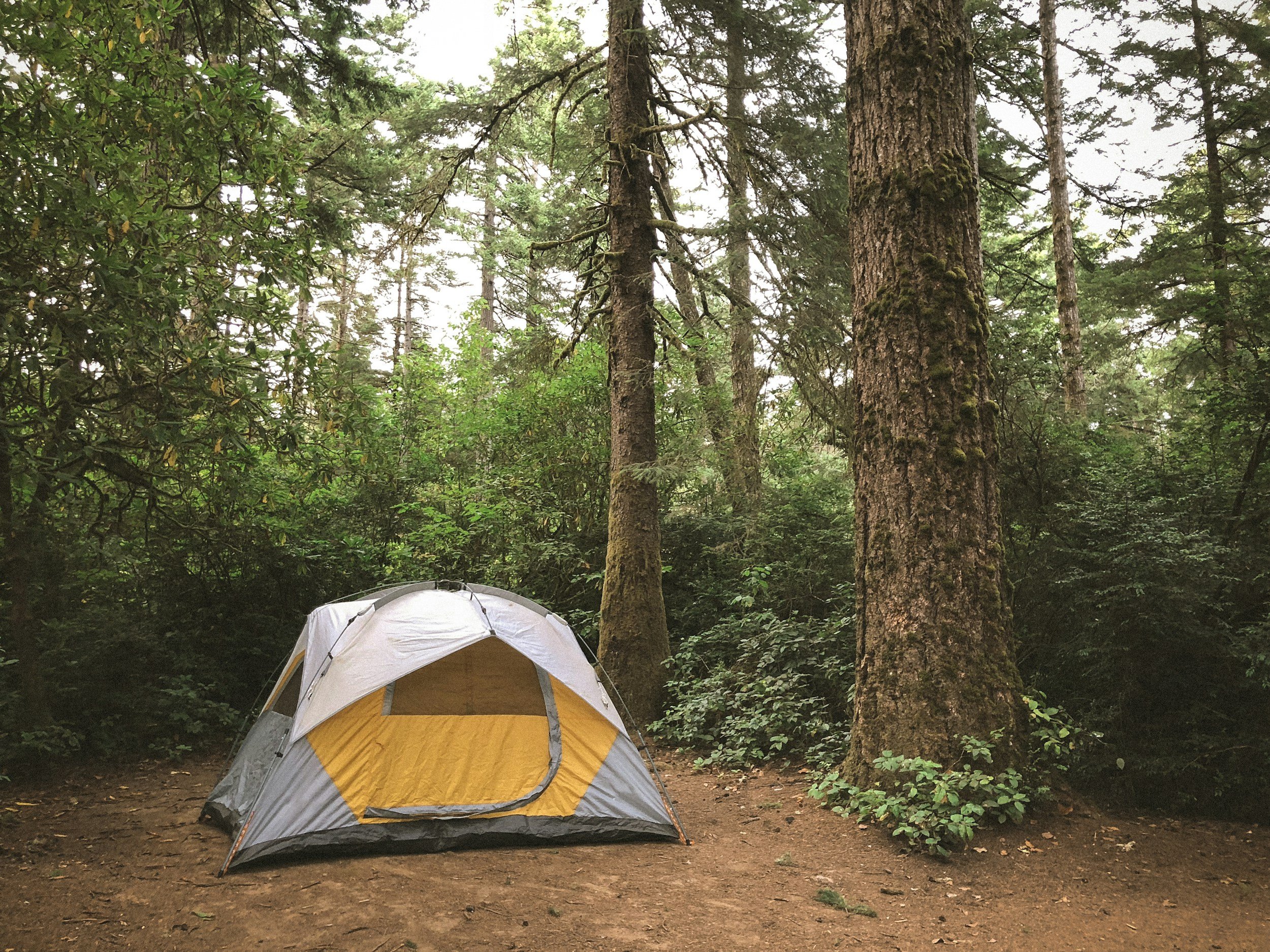 A yellow and gray camping tent set up in a forest with tall trees and green foliage surrounding it.