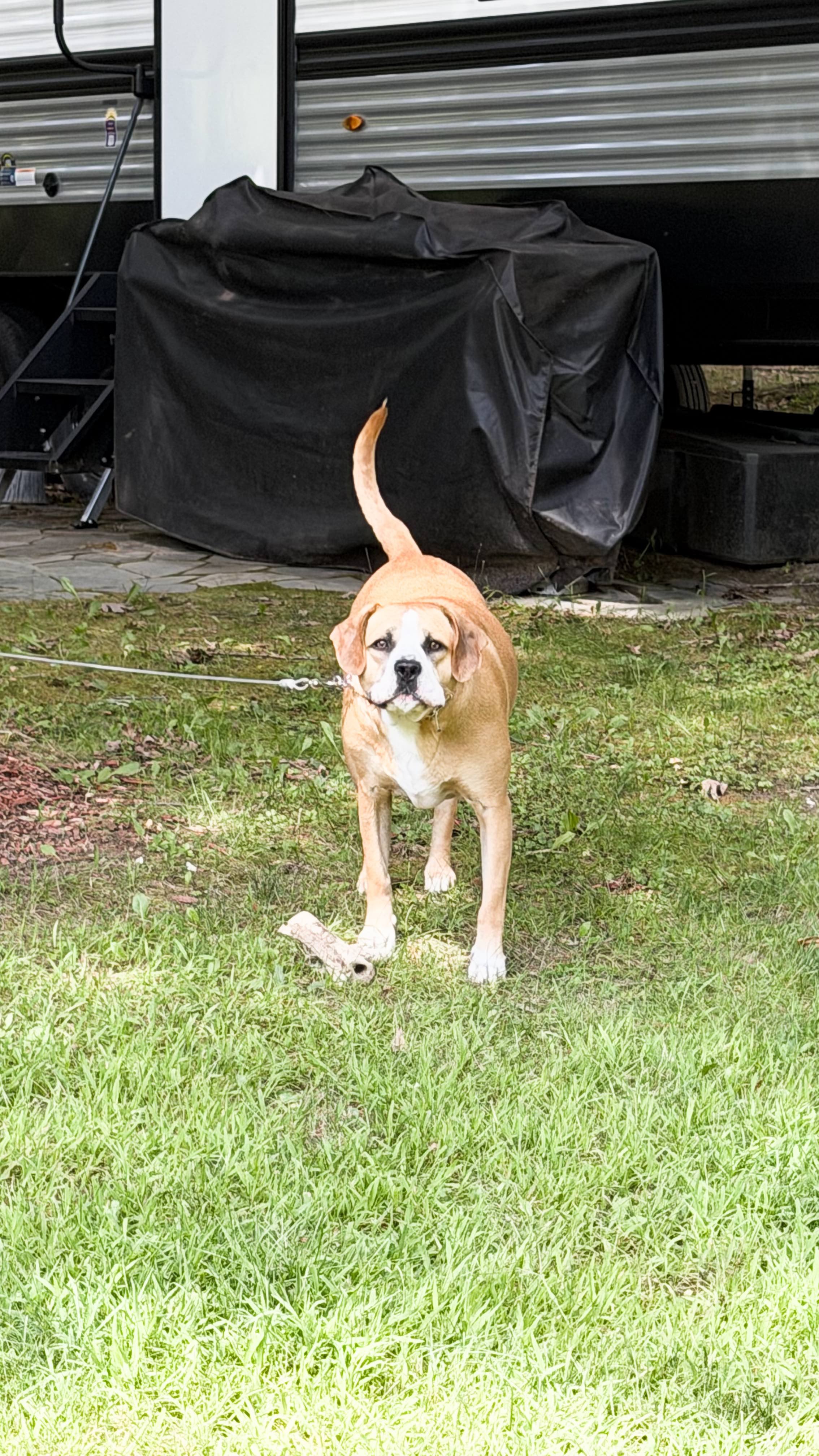 A young dog with a tan and white coat on a grassy yard, with a black covered object and a trailer in the background.