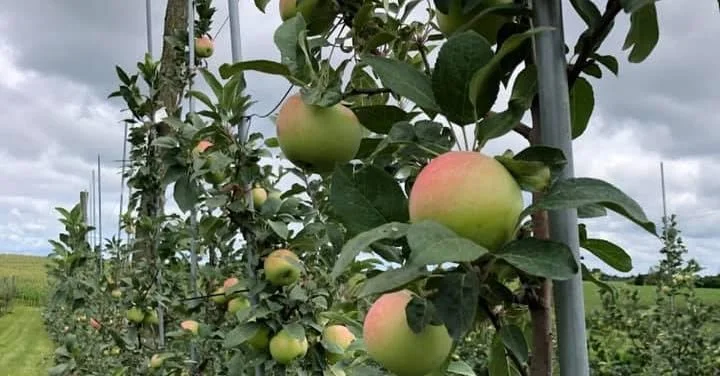 Apple trees with green and pink apples growing on the branches in an orchard under cloudy sky.