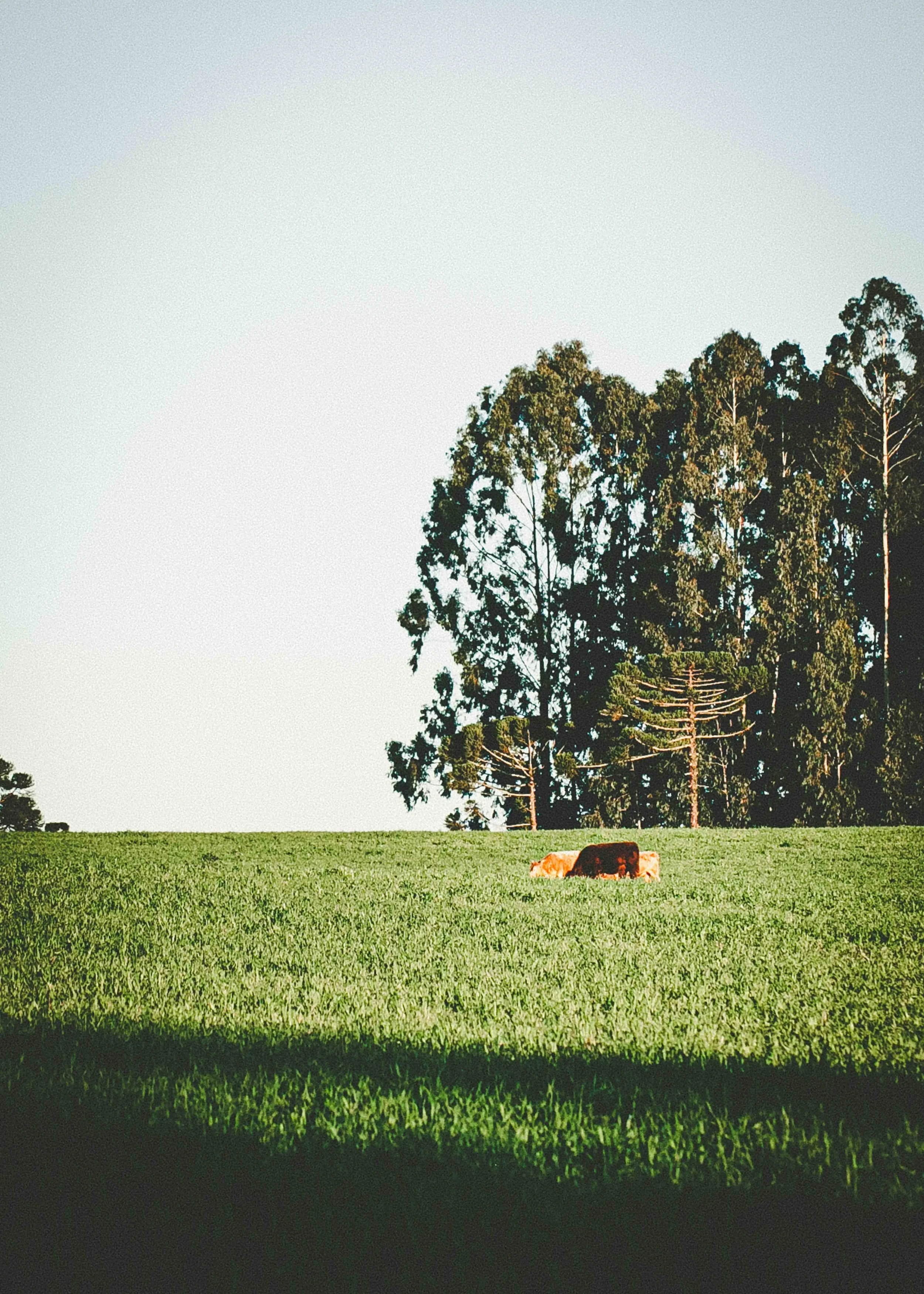 Pampa usadas-9.jpg