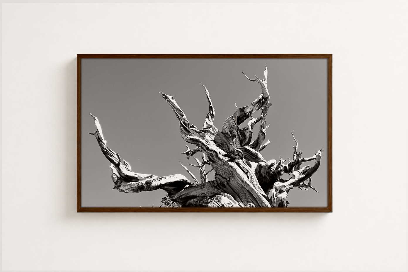 Bristlecone Pine I