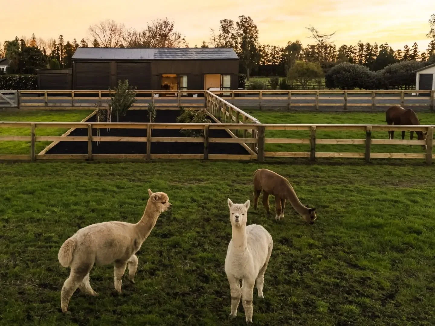 Life at our Taupiri Farmstay comes with a few extra perks &mdash; sunrise over the paddocks, alpacas at your doorstep, and the quiet rhythm of rural Waikato. Guests can feed the alpacas, watch them from the barn, and even bring their own horse along 