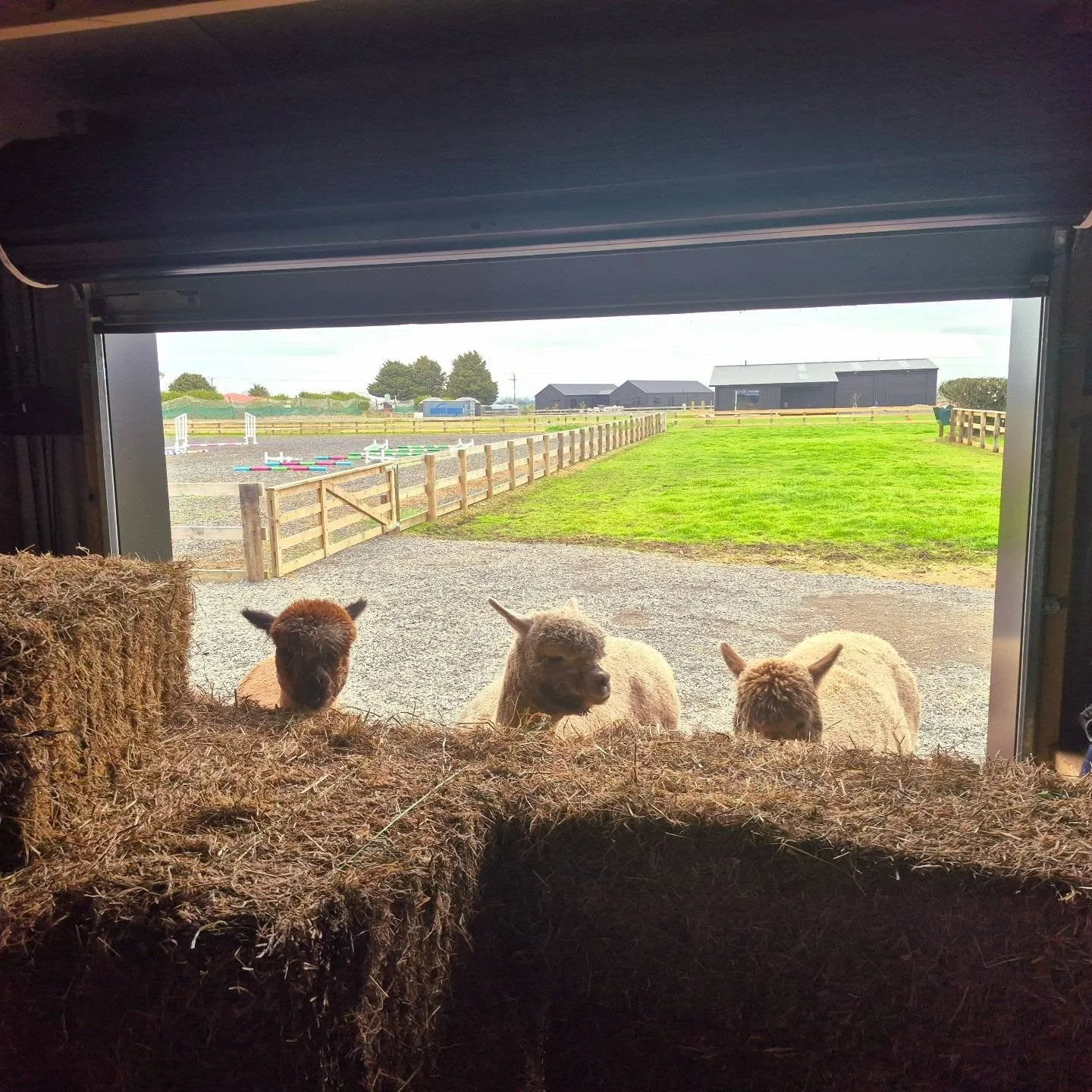 Turn your back for 2 seconds and the girls get their snack on!
#newzealandfarmstay #whitikahuestate #alpaca