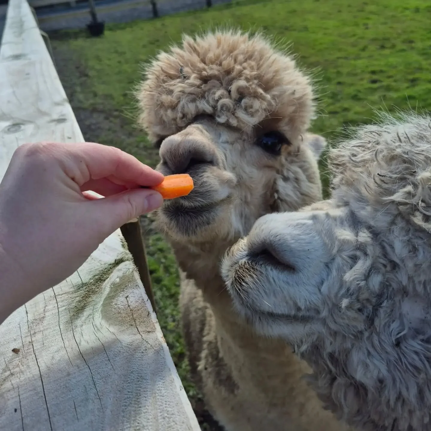 Breakfast with the fluffiest girls 🥕
Guests can feed the alpacas right outside the barn &mdash; expect snuffles, curious faces, and a whole lot of charm 💖
#whitikahuestate #farmstay #alpaca