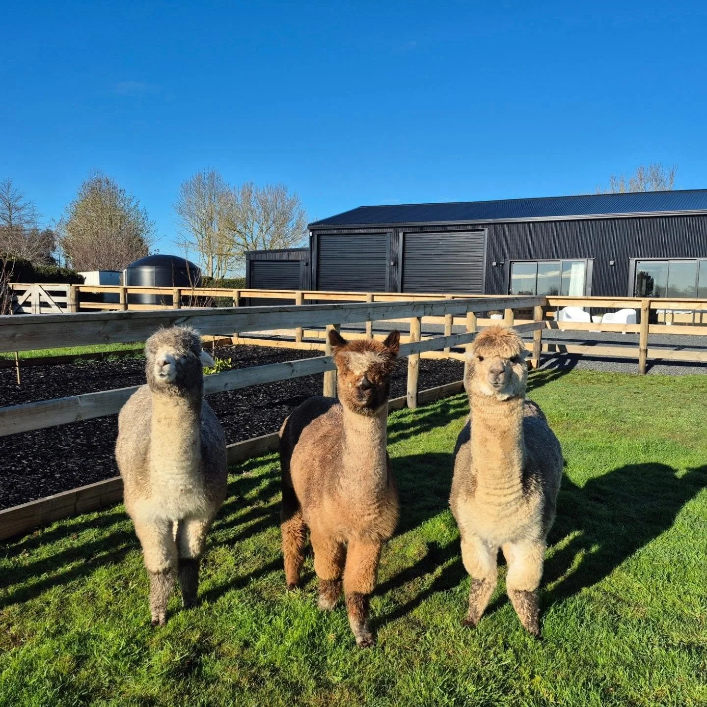 Meet our fluffy welcoming committee! 🦙
Check in, grab the carrot sticks, &amp; make three new best friends! 🥕
Guests staying at the barn can feed the alpacas &amp; enjoy front-row paddock views from the comfort of the barn. A true Waikato farm stay