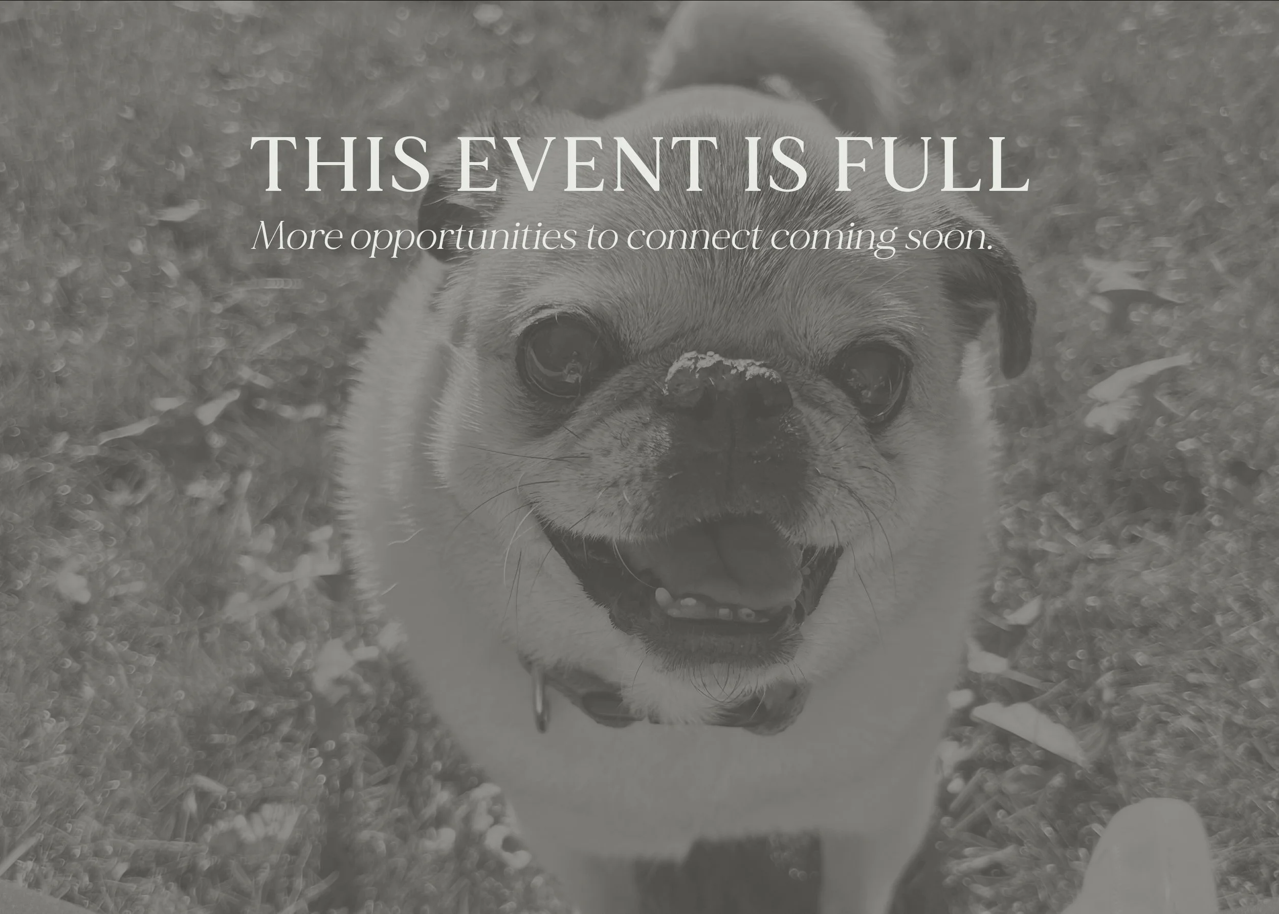 Honoring Our Beloved Animals: Sept. 16 - 5:30PM