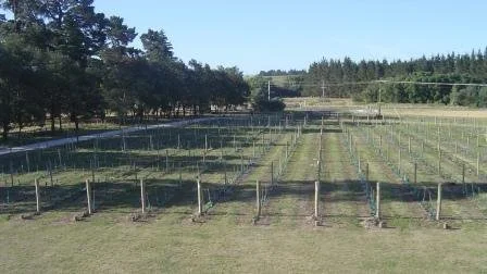 The vineyard in 2008