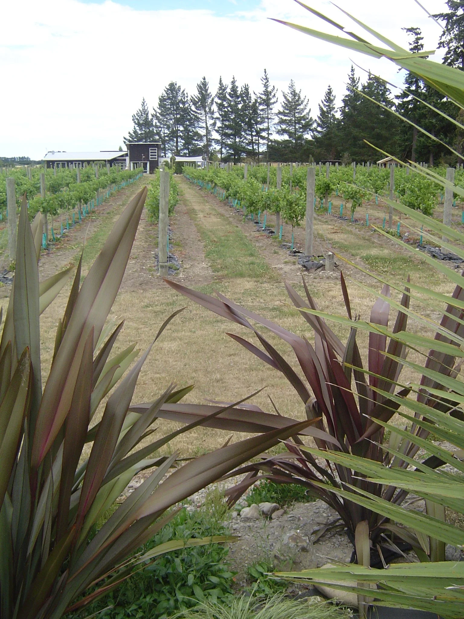The vineyard in summer of 2012